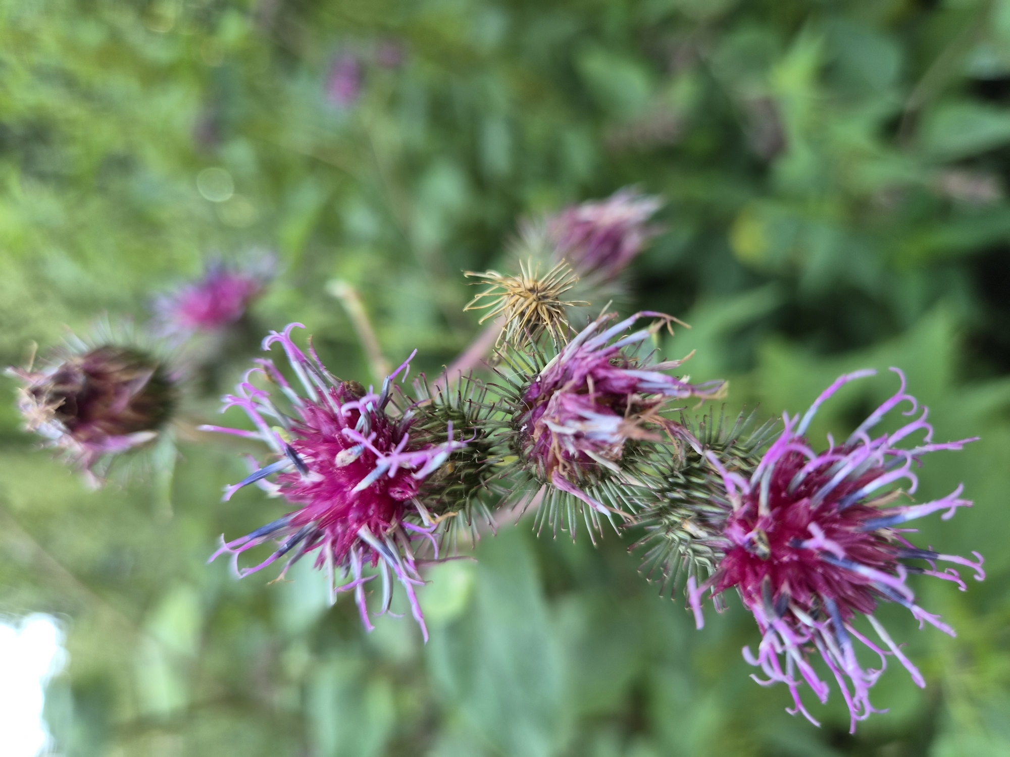 The image shows a close-up, shallow depth of field photograph of several thistle flowers in bloom. The flowers are predominantly purple and pink, with some blueish hues visible in the petals. They have spiky green sepals and delicate, feathery petals that curl at the ends. In the foreground, a cluster of these flowers is in sharp focus, while other flowers and the surrounding greenery are blurred. The background consists of lush green foliage, suggesting an outdoor natural environment. No people are visible in the image. The photograph was taken in Kazan, Russia.