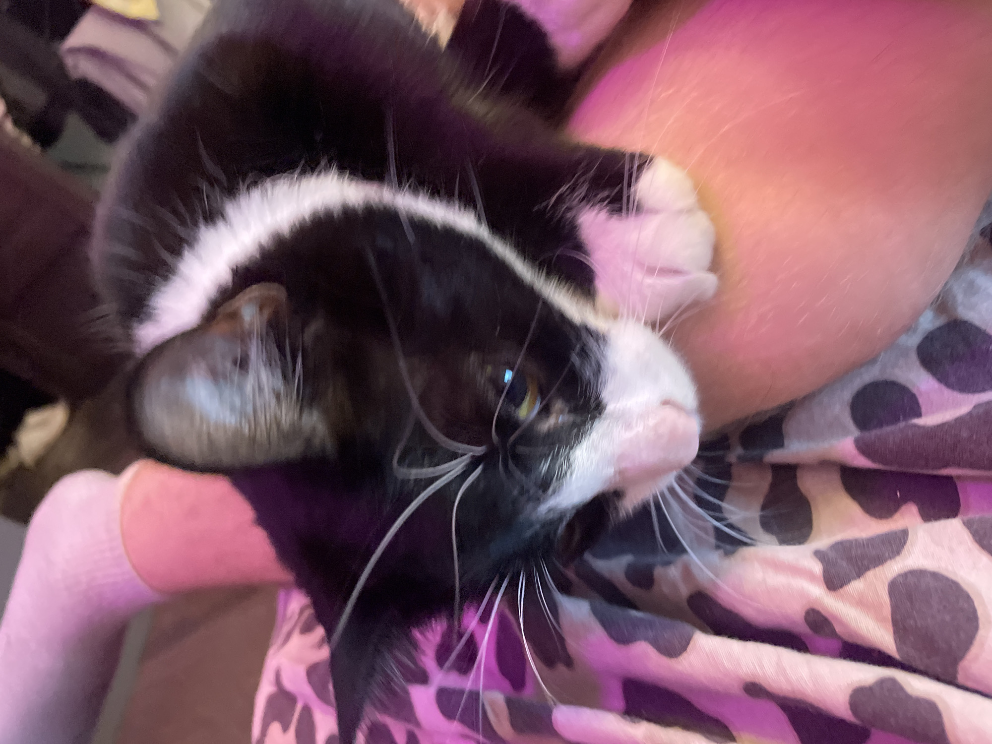 The image shows a close-up of a black and white cat resting on a person's lap. The cat has a white stripe down its chest and face, and its paws are white. The person is wearing a pink sock and a patterned garment, possibly clothing or a blanket. The lighting in the image is warm and somewhat dim, with pink and purple hues present. The background is out of focus and appears to be indoors. The provided image and context do not offer any information about the location in the city of Sinyavino, Russia.