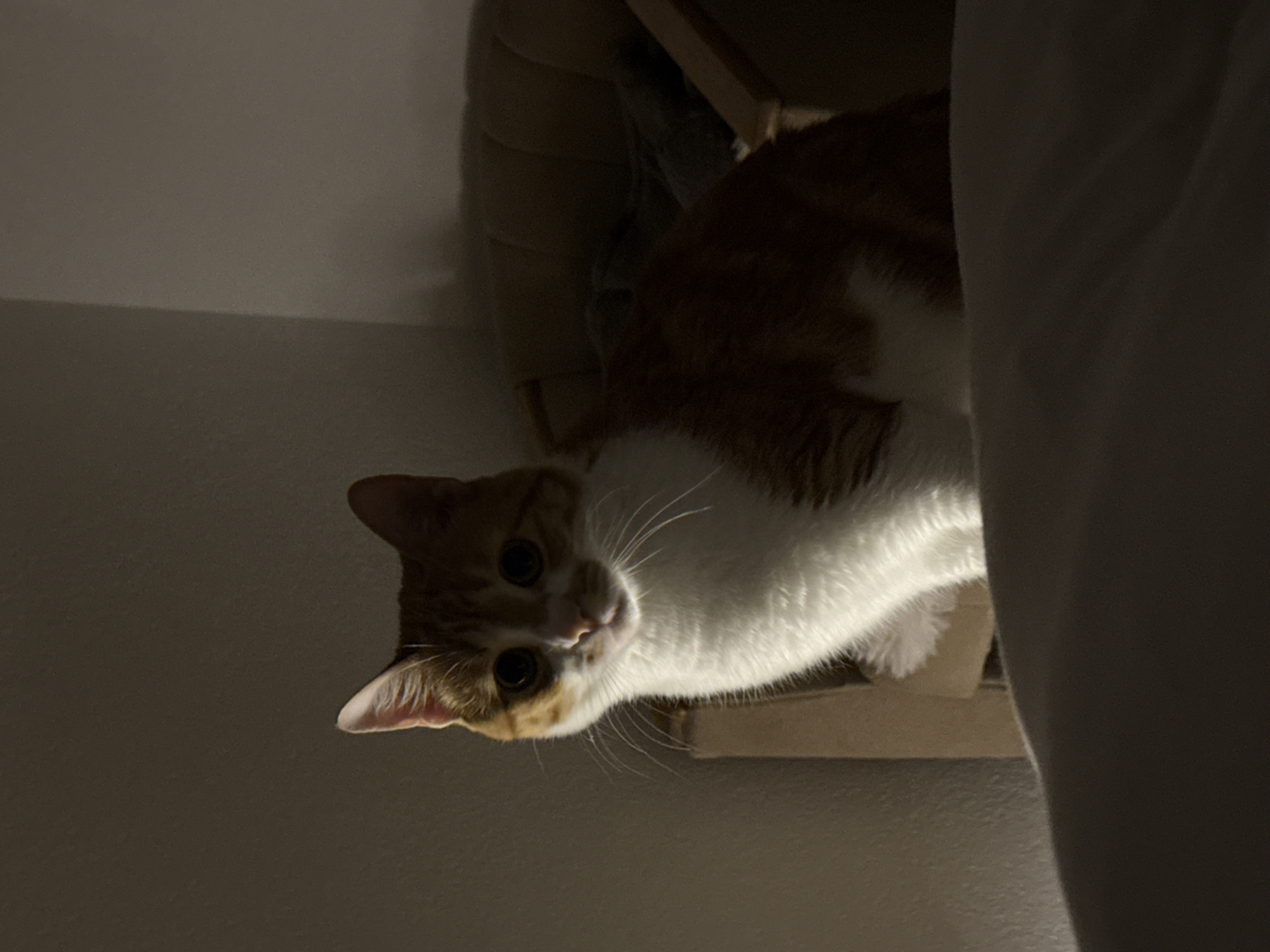 An orange and white cat peers down into the frame from a cushioned cat tree. The scene is dimly lit. Part of a gray curtain obscures the right side of the image. The cat is the primary subject, with the cat tree and curtain as secondary elements. The background is a plain, light-colored wall. There is no indication of Bar, Montenegro.