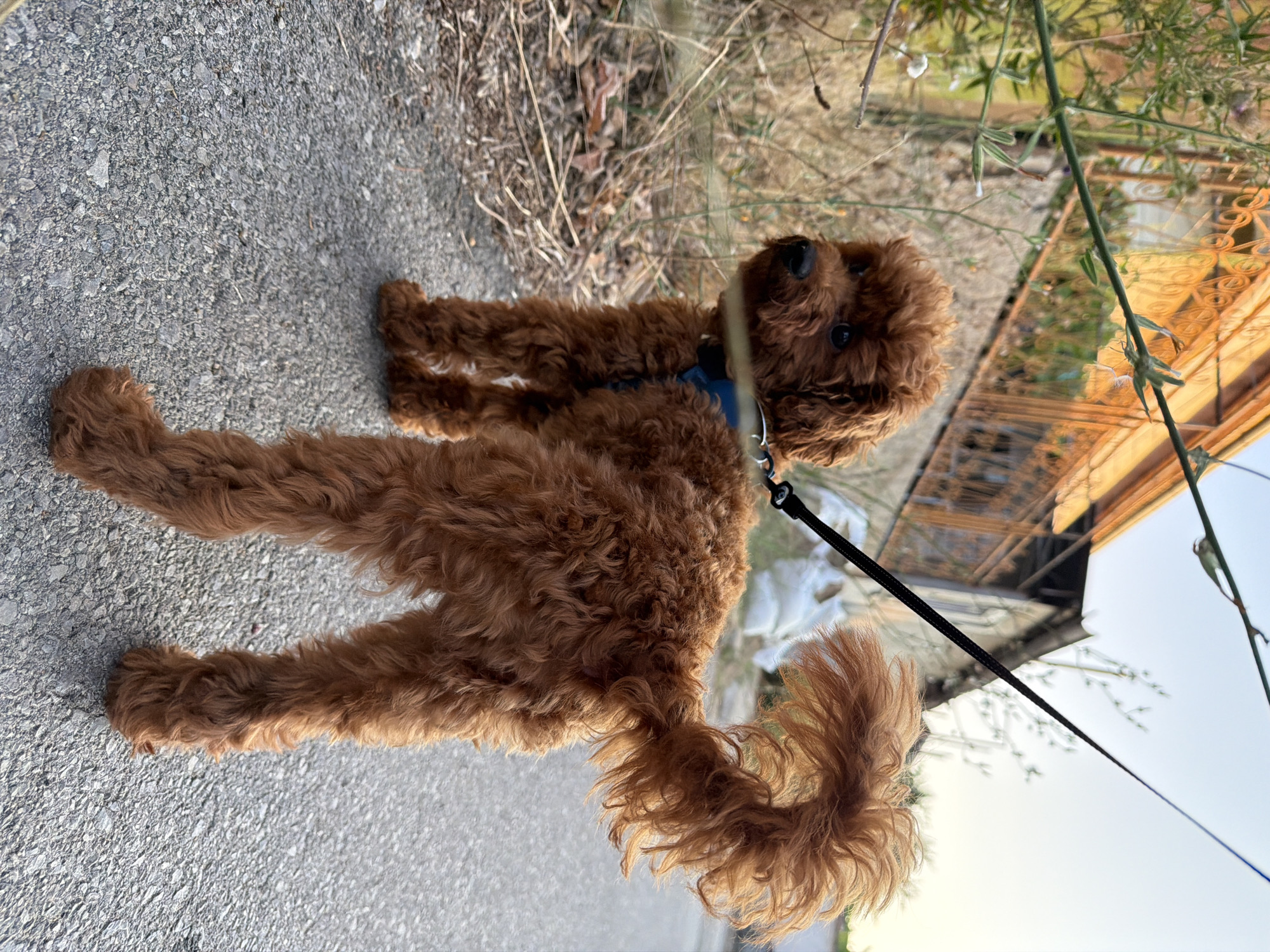 A brown poodle stands on a paved surface, looking to its left. The dog is wearing a blue harness and is attached to a black leash. Behind the dog, there is dry grass and vegetation. In the background, a building with a barred facade is visible. The sky is overcast. The image was taken in the city of Sofia, Bulgaria, in the late afternoon.