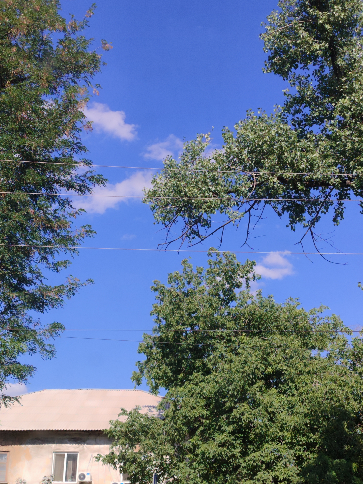 The image is a low-angle shot looking up at a bright blue sky with a few scattered white clouds. Several power lines run horizontally across the frame. Lush green trees with dense foliage frame the sky from the left, center, and right. The branches of some of the trees are bare and twig-like, while others are full of leaves. In the lower portion of the image, a portion of a light-colored, single-story building with a pale roof is visible. The building has at least one window with white framing and an air conditioning unit below it. The scene appears to be outdoors on a sunny day.