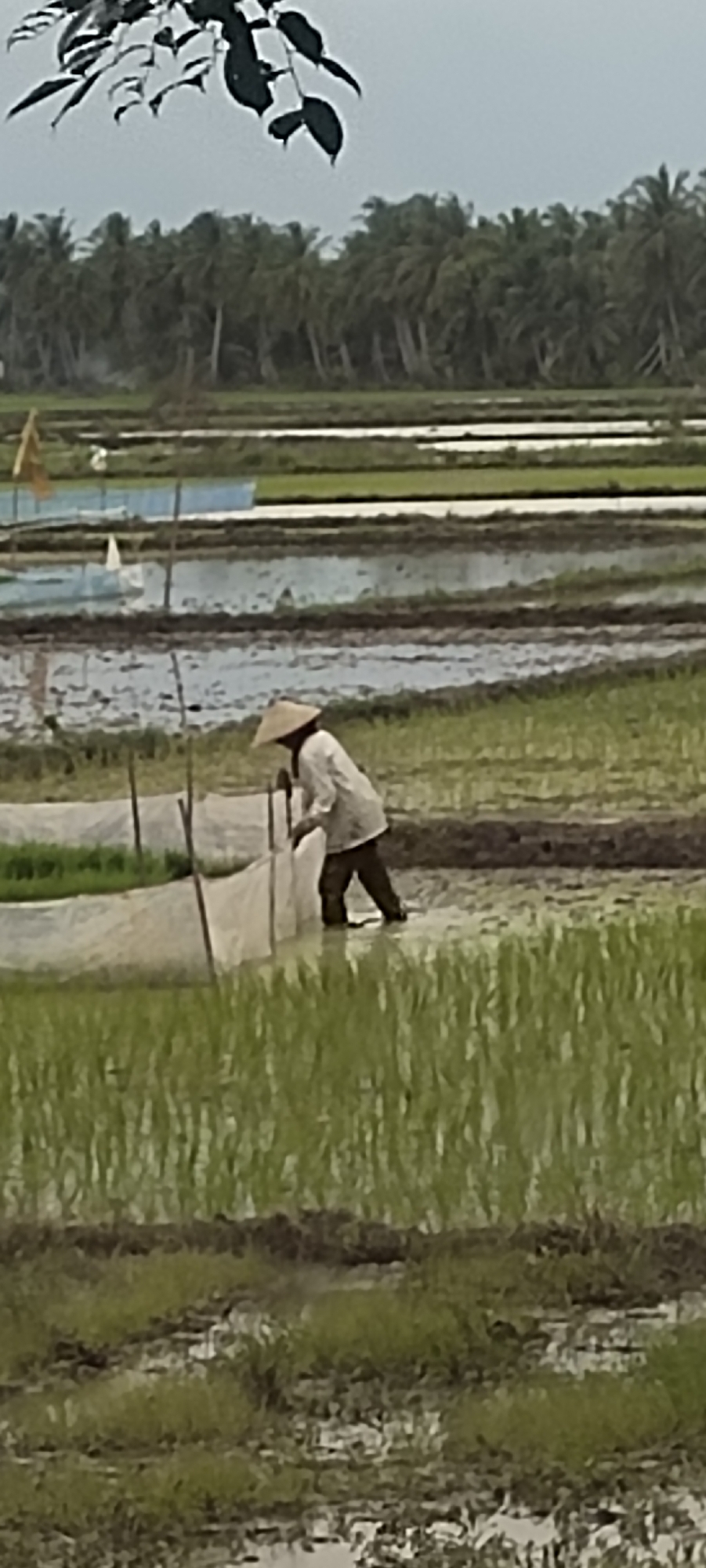 In the city of Aluegunto, Indonesia, a person wearing a conical hat and a light-colored shirt is working in a flooded rice paddy. The individual is partially submerged in water, with their legs visible below the water's surface. They appear to be tending to the crops, possibly planting or harvesting. The rice paddy is lush with green vegetation, and in the background, a dense line of palm trees stretches across the horizon under an overcast sky. The scene depicts agricultural activity in a rural, tropical environment.