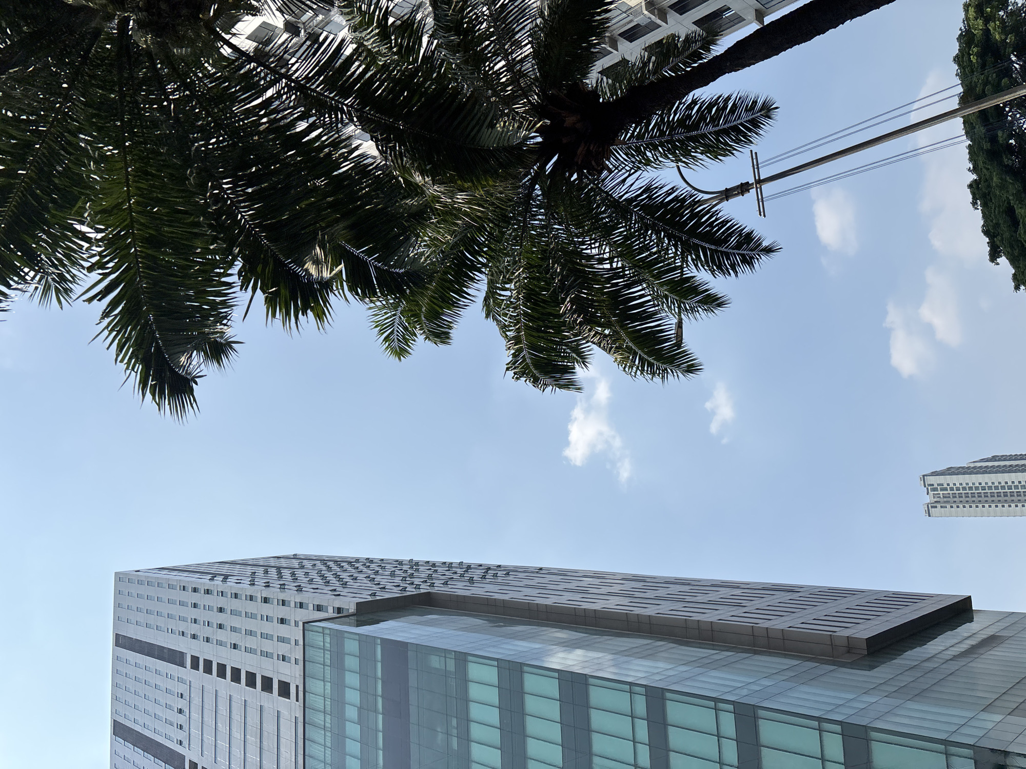 A low-angle shot captures a modern skyscraper in the Bencongan Indah, Indonesia, with a clear blue sky and a few white clouds overhead. The skyscraper, predominantly made of glass and concrete, dominates the left side of the frame. Its glass facade reflects the sky, while the concrete sections feature numerous windows. To the right, the lush green fronds of a palm tree obscure part of the sky and another, less distinct building in the background. A utility pole with wires is visible beneath the palm tree, and a dense cluster of dark green trees forms the bottom right of the image. The overall impression is an urban landscape with natural elements interspersed.