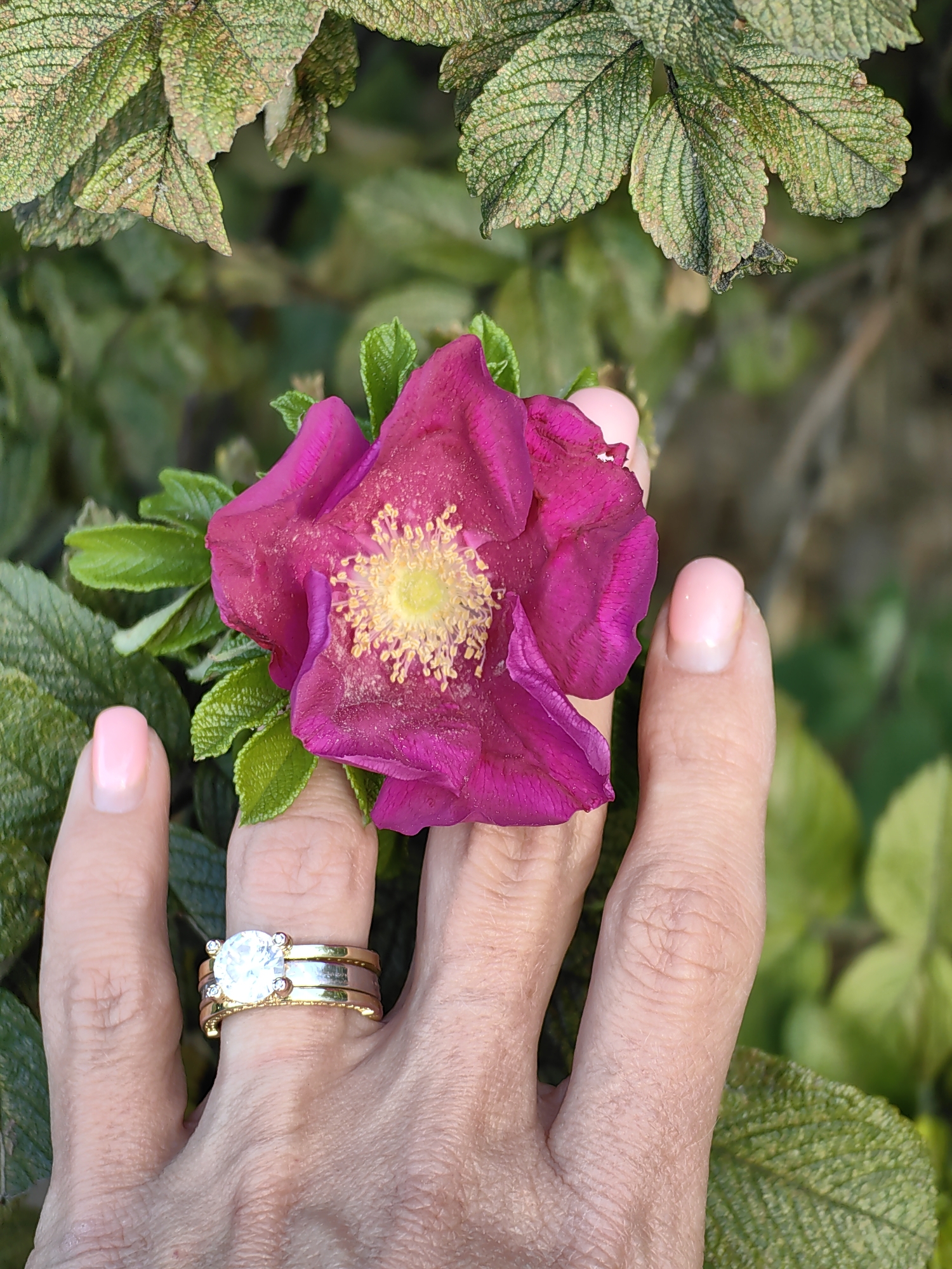 A close-up, eye-level shot shows a hand gently holding a vibrant pink rose with yellow stamens. The hand, with light pink-polished fingernails, wears a set of three rings on the ring finger: a wide gold band, a thinner gold band, and a large solitaire diamond ring with four prongs. The background is filled with lush green foliage and the textured, veined leaves of a rose bush, suggesting an outdoor setting. The lighting is natural and highlights the textures of the flower petals, leaves, and skin. The image appears to be captured in a garden environment. There is no indication of the city of Minsk, Belarus, or any specific urban location.