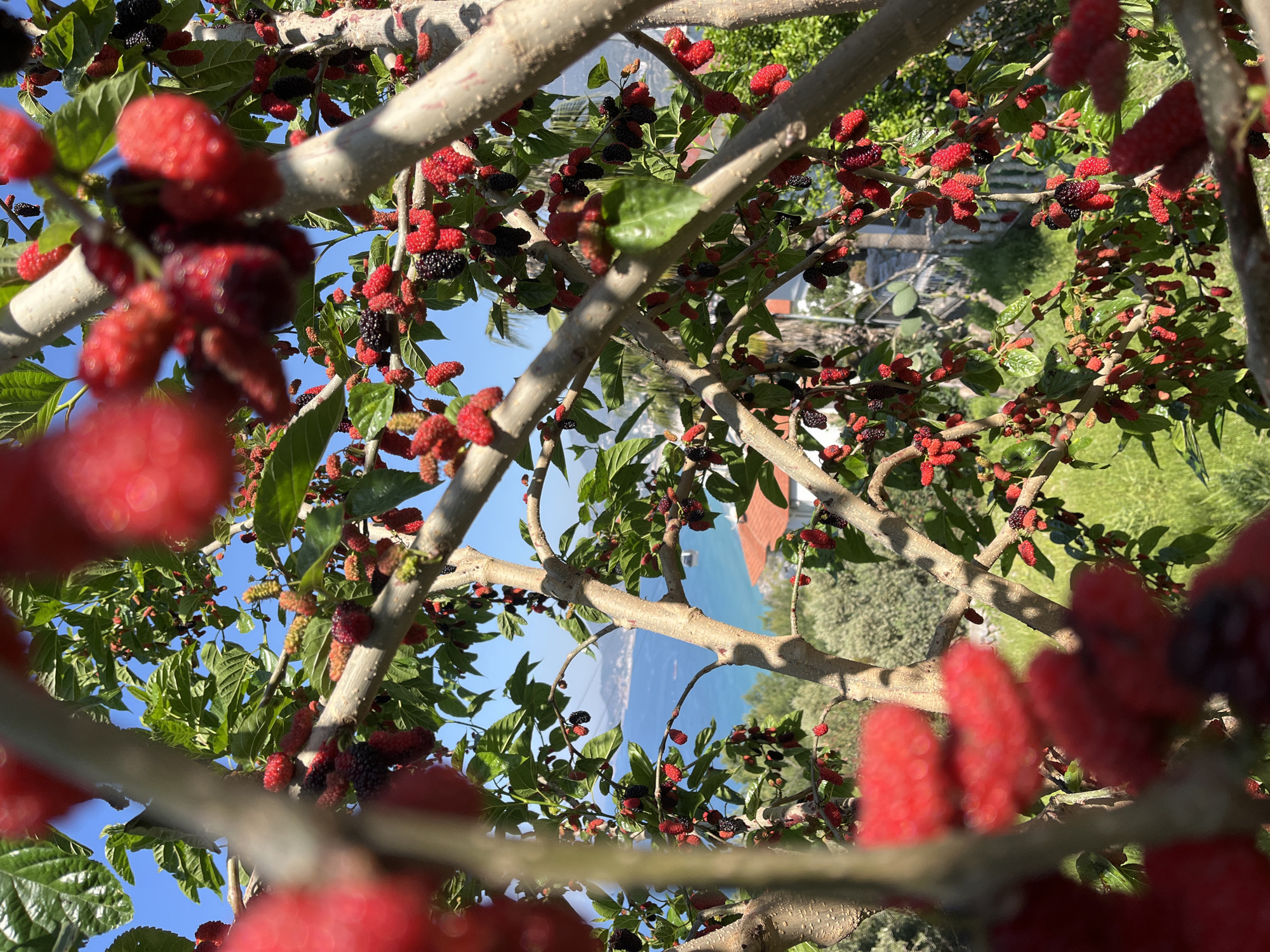 This vibrant image is a close-up, upward-angled view captured through the dense branches of a mulberry tree. Numerous clusters of mulberries, in various stages of ripeness, adorn the branches; many are a bright, unripe red, while others have darkened to a deep red or black, indicating maturity. Lush green leaves punctuate the foliage, some catching the sunlight.
The tree's sturdy, textured branches crisscross the frame, creating a natural, interwoven pattern. Through the gaps in the canopy, a clear, bright blue sky is visible. In the background, beyond the immediate greenery, lies a calm body of water, likely the Mediterranean Sea, stretching towards a distant horizon line where land or mountains can be faintly seen. Patches of green grass or vegetation and part of a building with an orange-tiled roof are also discernible.
The scene is bathed in natural sunlight, suggesting a clear and sunny day. The image primarily depicts the natural beauty and abundance of the mulberry tree. No specific activity or people are present, and there is no visible text. The overall impression is one of lushness and the bounty of nature, consistent with a Mediterranean coastal setting like Alanya, Turkey.