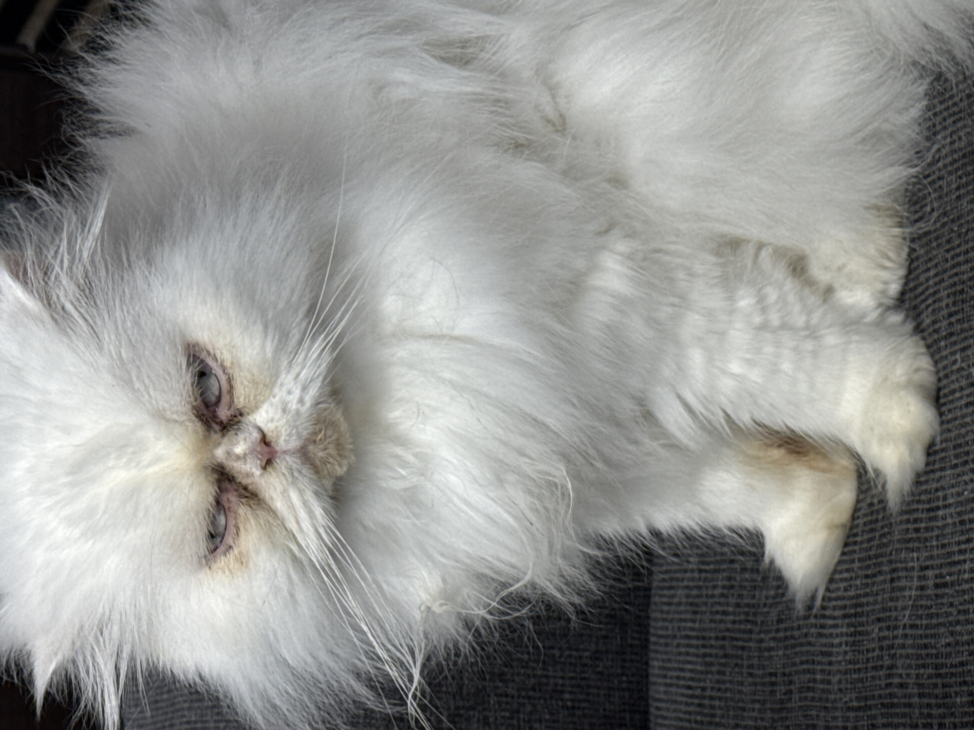 A white Persian cat with long, fluffy fur lies on a grey fabric surface. The cat's face is visible, with its eyes partially closed, and its paws are tucked in front. There is no indication of the location being in Burgas, Bulgaria.