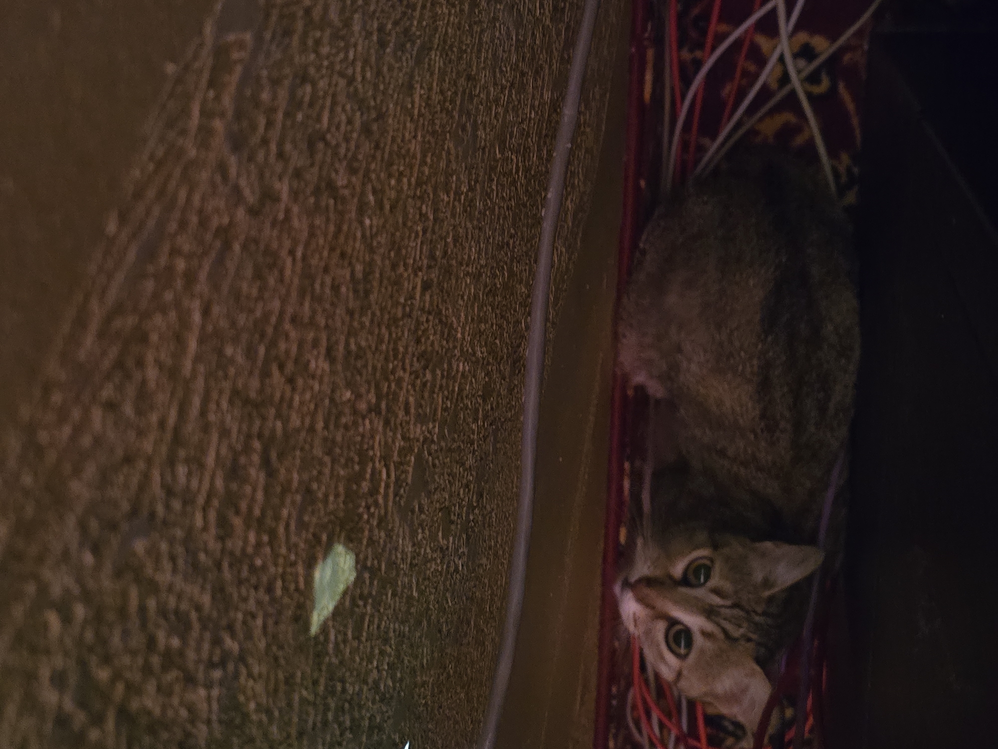 In Malko Tarnovo, Bulgaria, a tabby cat with wide, light-colored eyes is lying on a patterned rug, possibly on the floor of a room. The cat is positioned on its back, with its head tilted upwards, looking towards the camera. Its fur is a mix of grey, brown, and black stripes. The background consists of a textured, dark brown surface, possibly a ceiling or a wall, with a thin grey cable running horizontally across it. A small, light green object, possibly a leaf or a piece of debris, is visible on the textured surface. Red and white wires are also visible on the rug near the cat. The lighting in the scene is dim, casting shadows and highlighting the textures of the surfaces.