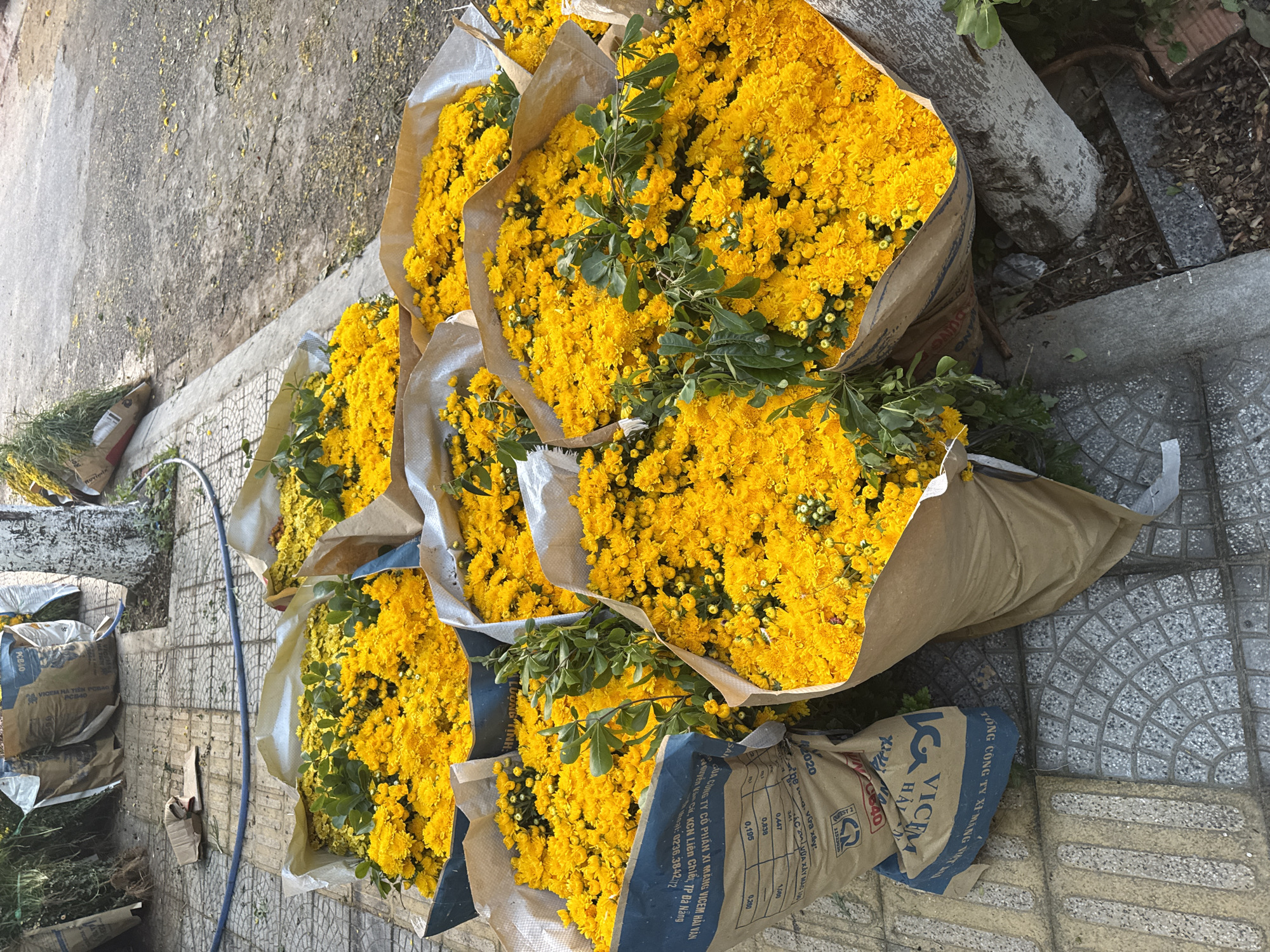 The image shows multiple bunches of bright yellow chrysanthemums arranged in paper bags, likely for sale. The bags are labeled in Vietnamese, indicating they originally contained cement ("xi măng"). The text mentions "VICEM HAI VAN" and Đà Nẵng, suggesting the location is in or near the Liên Chiểu Industrial Zone in Đà Nẵng, Vietnam. The bouquets are resting on a paved surface, likely a sidewalk or street corner.