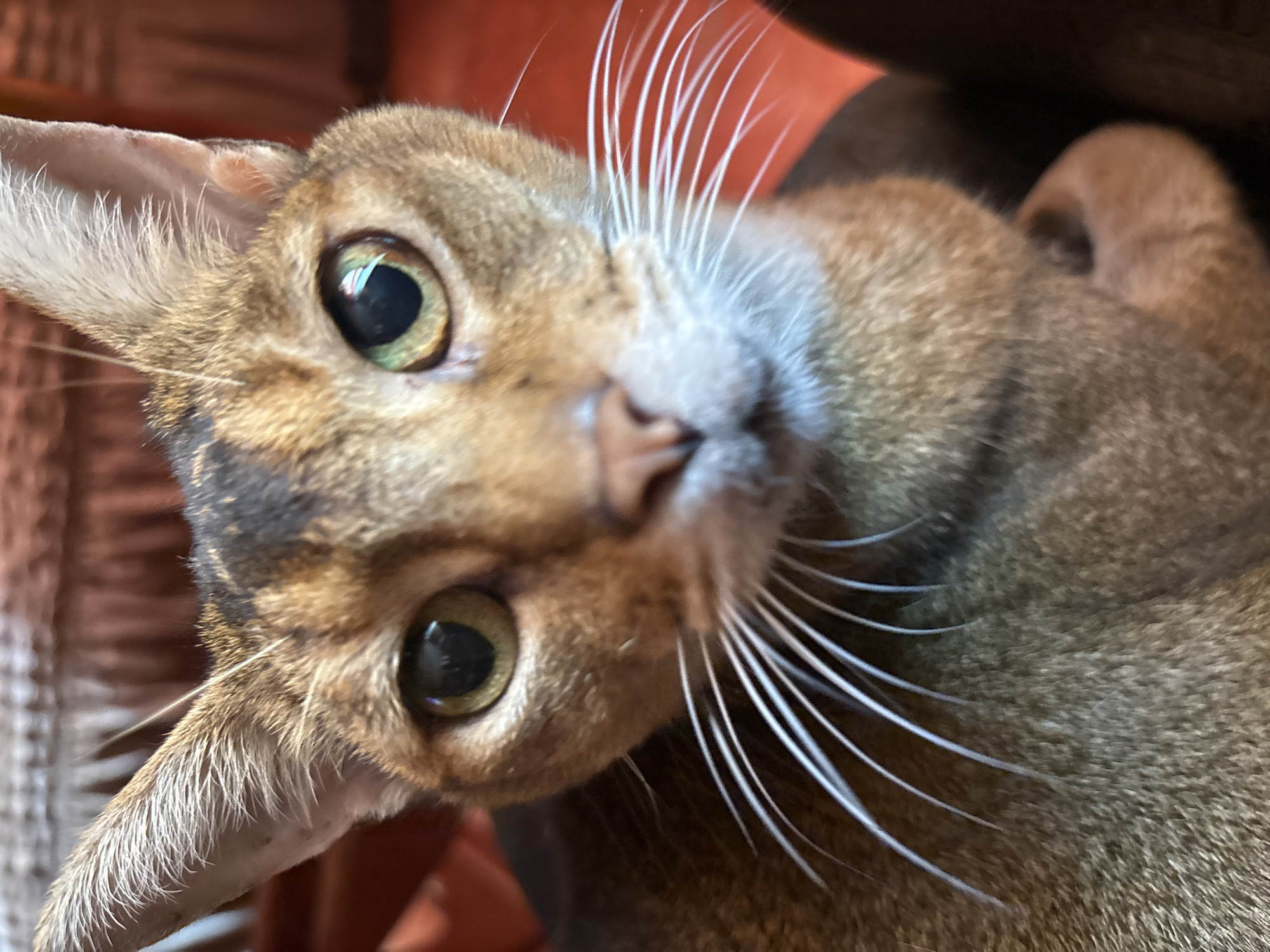 The image is a close-up, head-on photograph of an Abyssinian cat. The cat has distinctive ticked fur with shades of brown and auburn. Its large, almond-shaped eyes are a vibrant green with a dark pupil. The cat's ears are prominent and alert, with fine hairs on the edges. Long, white whiskers fan out from its muzzle. The background is blurred, but suggests an indoor setting with warm-toned furniture. The lighting is soft, highlighting the cat's features. No specific location in Khimki, Russia can be determined from the image.
