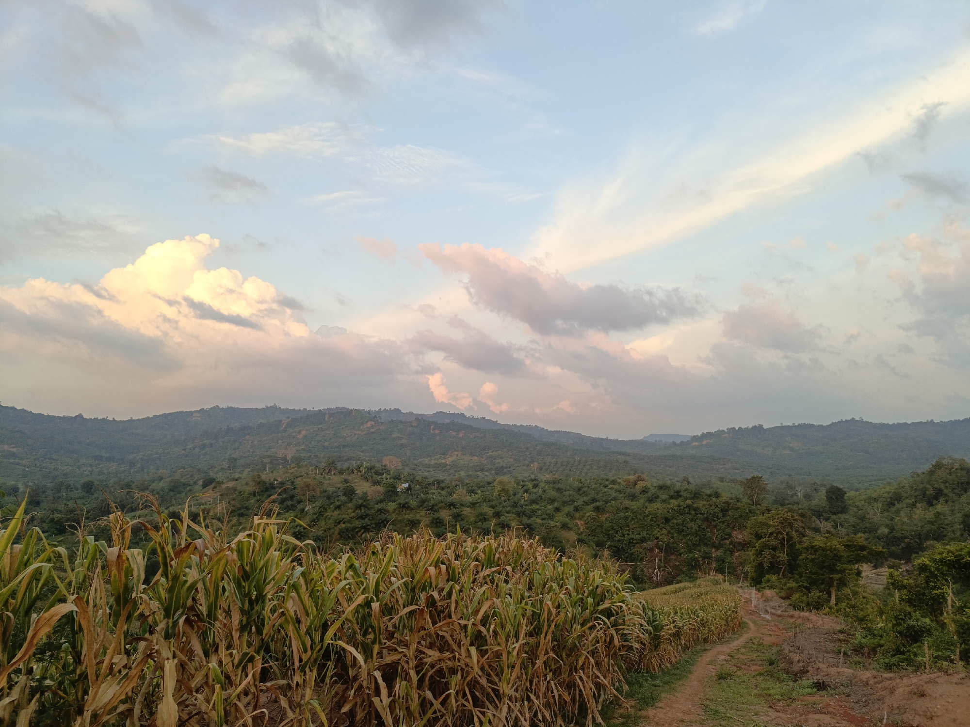 The image depicts a rural landscape with a field of corn in the foreground. The corn stalks are tall and appear to be nearing harvest, with some of the leaves showing yellowing. A dirt path runs alongside the cornfield and curves into the distance. Beyond the cornfield, rolling hills covered in lush green vegetation stretch towards the horizon. The sky is a mix of soft blues and pinks, with scattered clouds, suggesting either dawn or dusk. The scene is peaceful and natural, evoking a sense of agrarian life and undeveloped natural beauty. The location is described as Unknown, Indonesia.