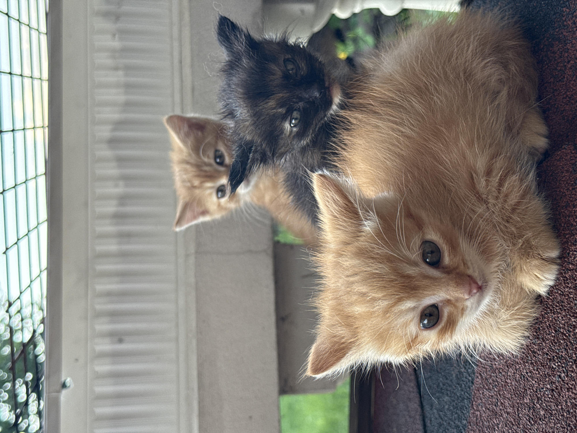 In Horbanivka, Ukraine, a close-up shot captures three young kittens on a textured surface. In the foreground, an orange tabby kitten lies facing left, its head turned slightly towards the camera with wide, alert eyes. Behind it, to the right, a calico kitten with dark and light brown patches is visible, its gaze directed forward. Further back and to the left, another orange tabby kitten is peeking out, its face partially obscured by the kitten in front. The background features a blurred white structure with vertical slats and hints of green foliage, suggesting an outdoor setting.