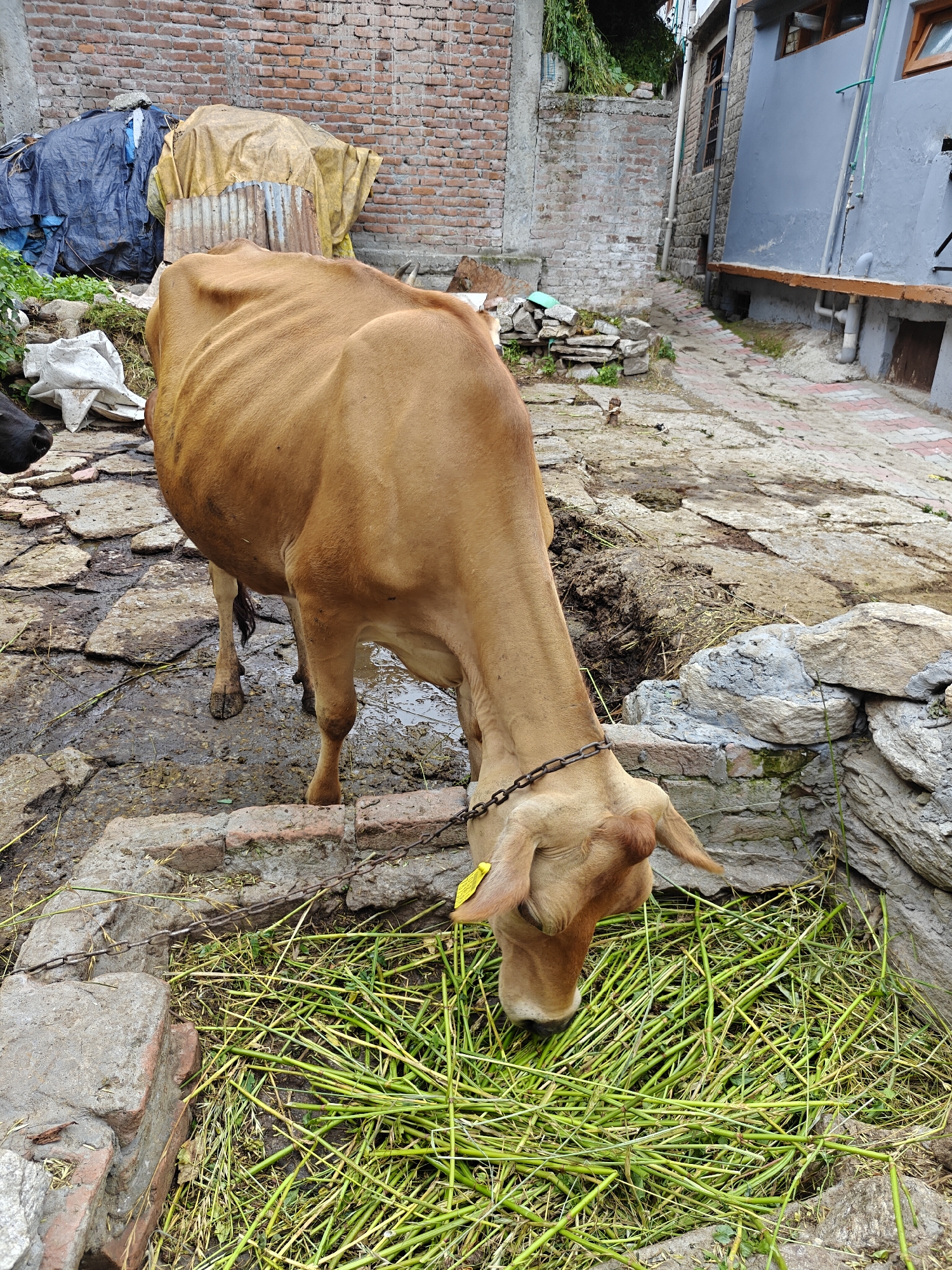 A light brown cow with a metal chain around its neck is eating grass from a trough made of stone and brick. The cow is in an outdoor area with a brick wall and a paved walkway. To the left of the cow are stacks of materials covered by tarps. The ground is uneven and appears to be a mix of dirt, stone, and mud. A portion of another black animal is visible in the lower left corner of the image. The scene is likely in Vashisht, India, given the architecture and context.