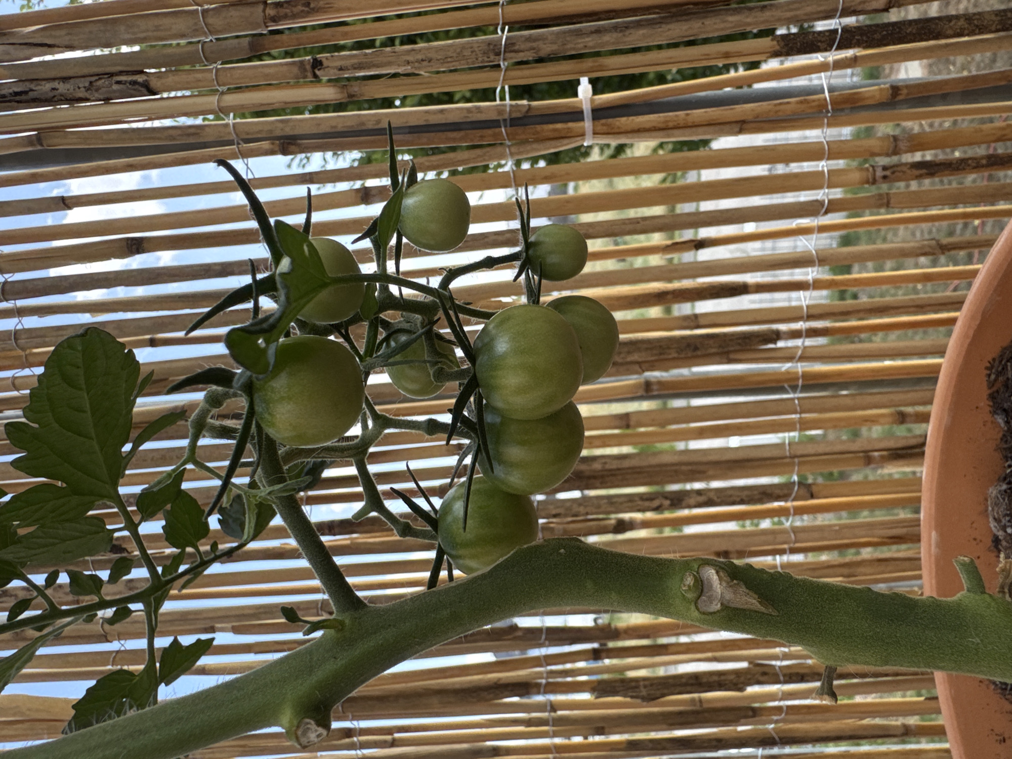 A close-up, eye-level shot captures an unripe tomato plant with a thick, fuzzy green stem dominating the left side. Several clusters of green, round tomatoes hang from thin stems and branches, interspersed with green leaves. The background is a natural bamboo fence, with vertical poles of varying shades of brown and tan, some tied together with white string. Behind the fence, a blurred view of the sky with scattered clouds and some greenery can be seen. The scene appears to be outdoors, possibly in a garden or on a balcony, given the presence of the bamboo fence and a hint of a terracotta pot at the bottom of the frame. The lighting suggests it is daytime, with natural sunlight illuminating the plant and casting soft shadows. No people or animals are visible. This scene is located in Wettstetten, Germany.
