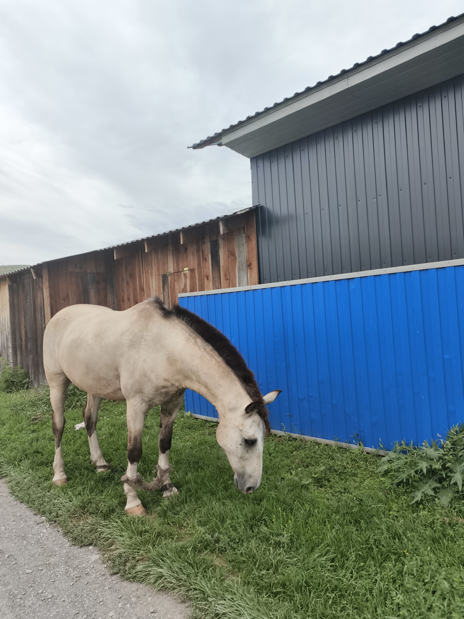 A light brown horse with dark brown mane and tail grazes on a patch of green grass beside a gravel path. The horse's hind legs are tied together with a rope. Behind the horse is a wooden fence, a section of bright blue corrugated metal fencing, and a dark gray corrugated metal building. The sky is overcast.