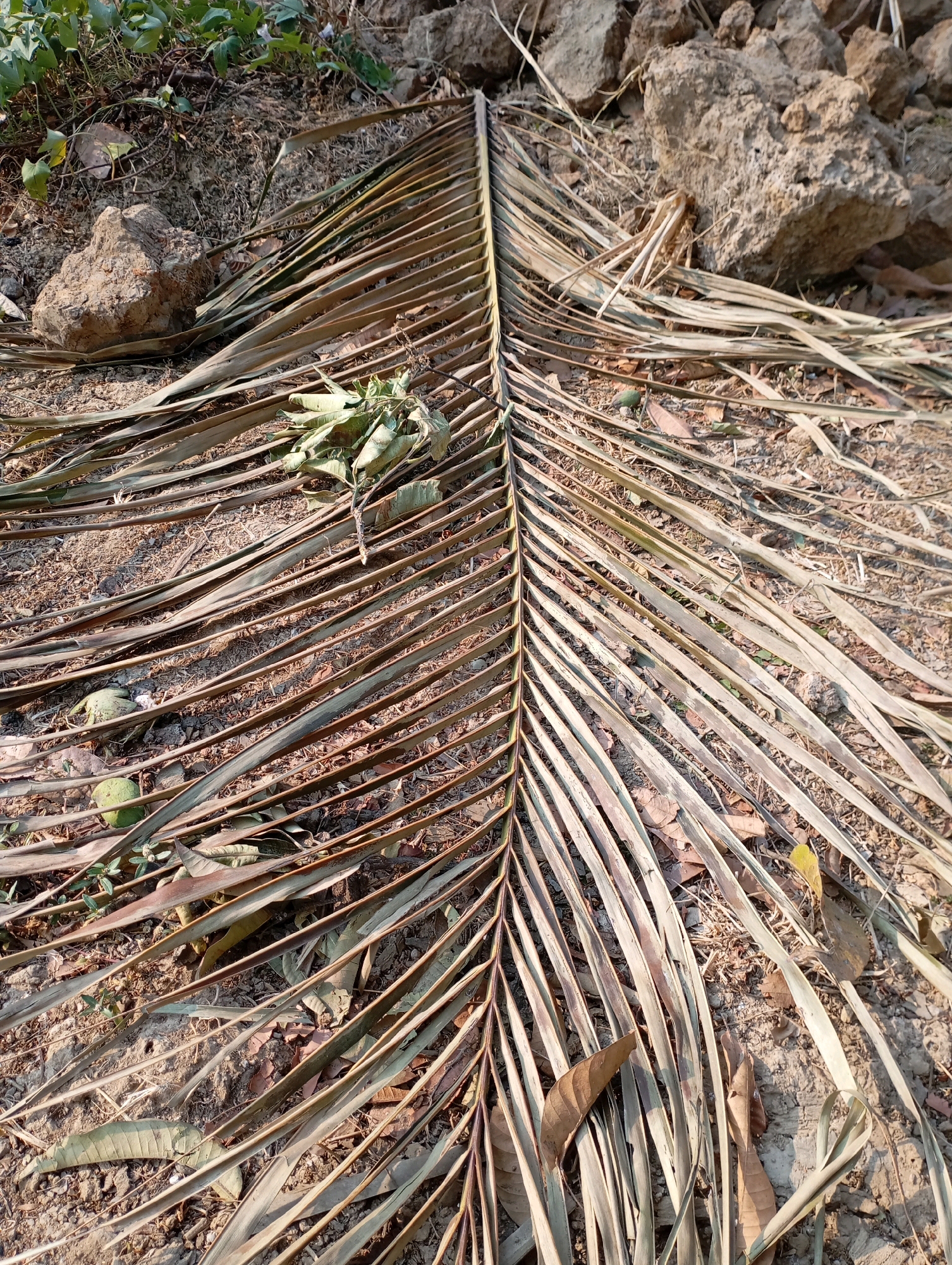 In Kecamatan Haurgeulis, Indonesia, a dry, brown palm frond lies spread out on the ground. The frond is composed of numerous long, thin leaflets that radiate from a central stem. The ground beneath is a mix of dry soil, small stones, and scattered dry leaves, with a few green plants growing in the upper left corner of the image. In the background, larger rocks are visible. The scene suggests a natural outdoor environment, possibly a yard or a less-maintained area.