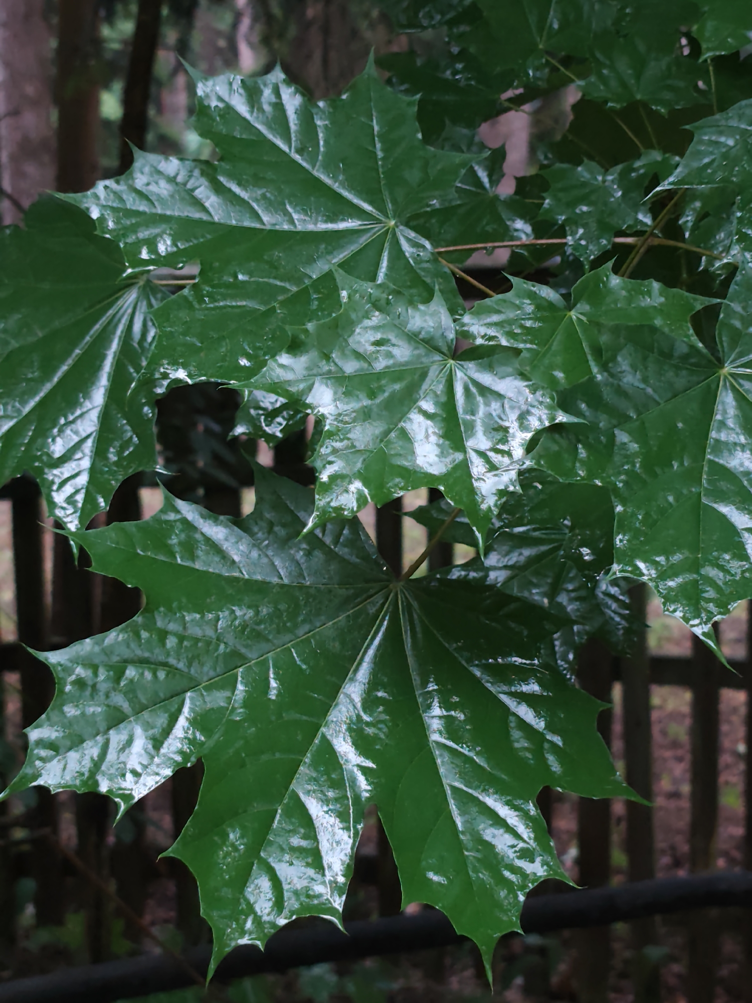 The image shows a cluster of glossy, deep green maple leaves. The leaves appear wet, with reflections of light accentuating their texture and veins. Behind the leaves, a blurred background reveals a wooden fence and trees, suggesting an outdoor setting. There's no evidence to indicate the specific location of Kratovo, Russia. The picture contains no people or interactions.