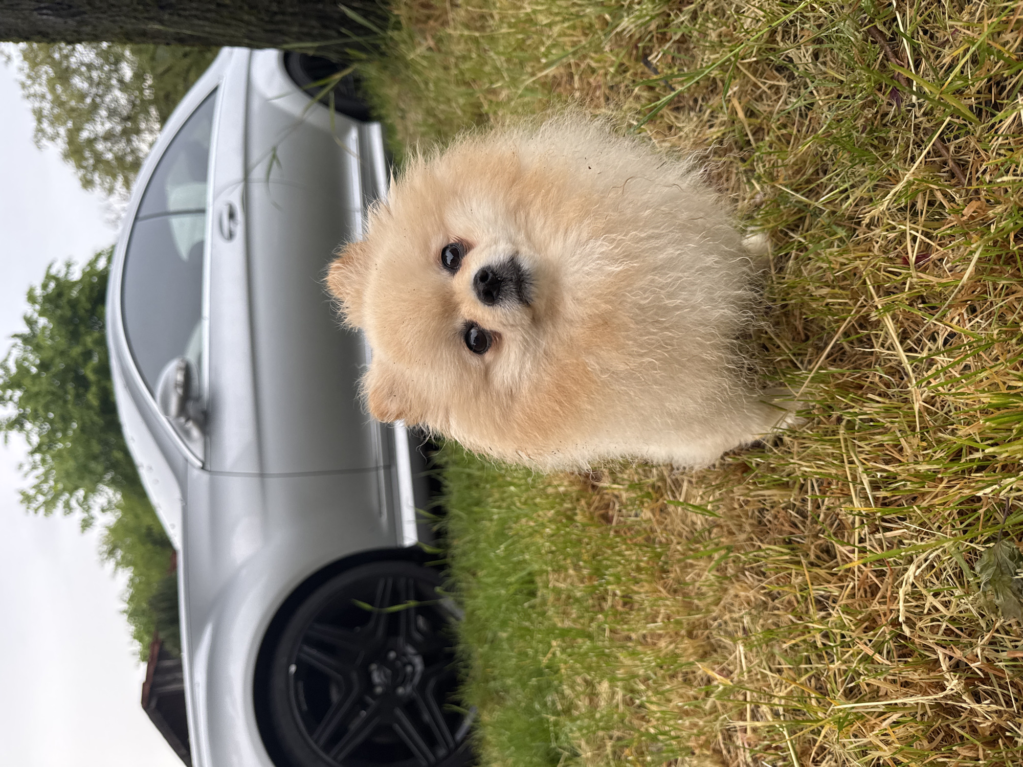 A light brown Pomeranian dog stands on grass. Behind the dog, on the left of the image, is a silver car with black wheels. The image was likely taken outdoors in a grassy area, perhaps a park or lawn, potentially in Bietigheim-Bissingen, Germany. There are no visible people in the photograph.