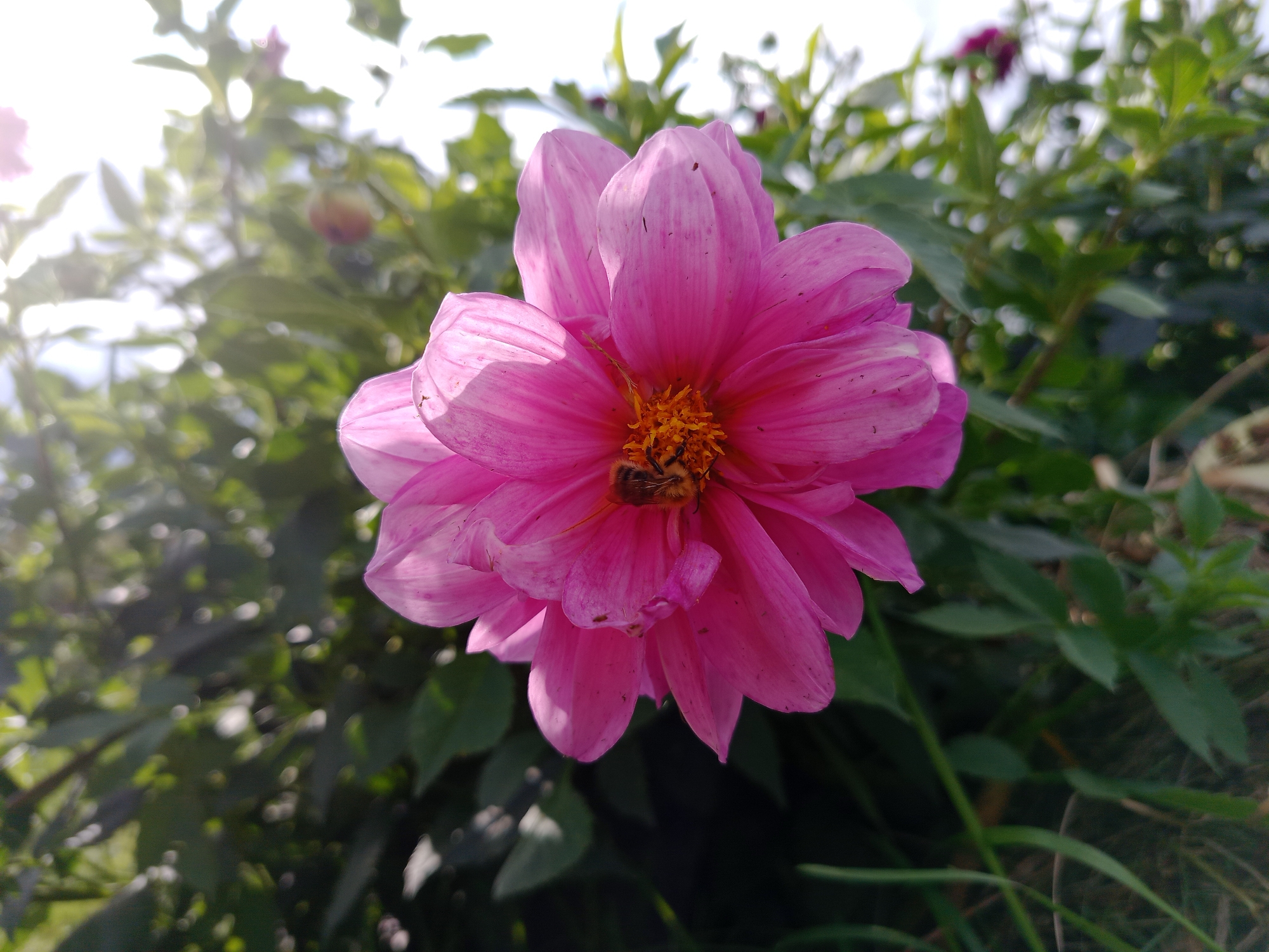 A close-up shot of a pink dahlia flower with a bee in its center, set against a blurred background of green foliage. The flower, positioned in the foreground, displays delicate petals with subtle variations in color and texture. Sunlight filters through the leaves, creating a soft, diffused light that highlights the flower's features. The bee, a small insect with brown and yellow markings, is actively engaged with the flower's pistil and stamen, likely collecting nectar or pollen. The overall scene evokes a sense of natural beauty and tranquility, typical of a garden or park setting in Лятчанскі сельскі Савет, Belarus. The image's composition and lighting suggest it was taken outdoors during the daytime.