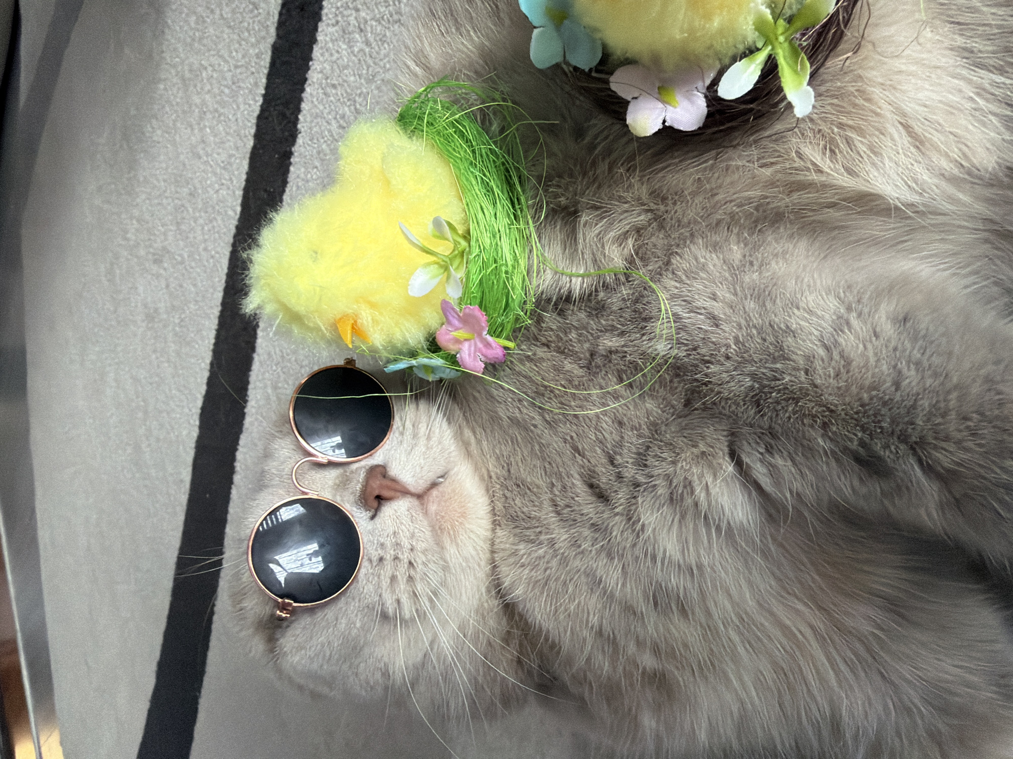 The image displays a light grey domestic cat, possibly a British Shorthair, lying on its back or side on a grey and black striped surface, likely a rug or blanket. The cat is wearing small, round, dark-lensed sunglasses with gold-colored frames.
The cat is adorned with several decorative items, suggesting a playful or themed photoshoot. On its head, near its ear, is a small, fluffy yellow chick decoration, accompanied by green artificial grass and tiny pink and white artificial flowers. Another similar yellow chick, along with blue and white artificial flowers, is visible further up, resting within a small, woven nest-like structure on the cat's fur.
The cat's eyes are mostly obscured by the sunglasses, but its pink nose and whiskers are clearly visible. Its body appears relaxed, with soft, dense fur. The background consists of the patterned grey and black textile surface, which runs vertically on the left side of the frame. The overall impression is whimsical and cute, with the cat seemingly posing, or at least tolerating, the array of spring-themed accessories. There is no visible text in the image. The setting is indoors, with ambient lighting.
