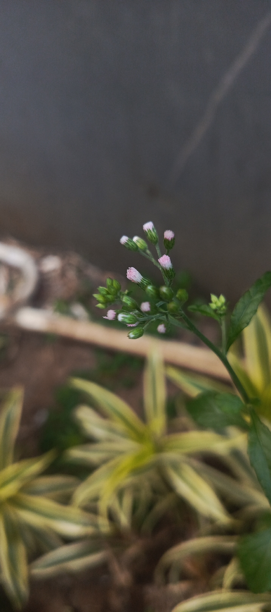 The image displays a close-up, vertically oriented photograph of small pink and white flower buds on a plant stem. The plant is in focus, with its green leaves visible. The background is blurred, showing earthy tones and hints of other greenery. In the upper left portion of the image, a blurred, light-colored object resembling a hose or pipe is visible against a dark gray, out-of-focus background. The scene appears to be an outdoor setting, possibly a garden or park, with no people present. The lighting suggests it might be daytime. The image does not provide any specific information that could identify its location within Surabaya, Indonesia.