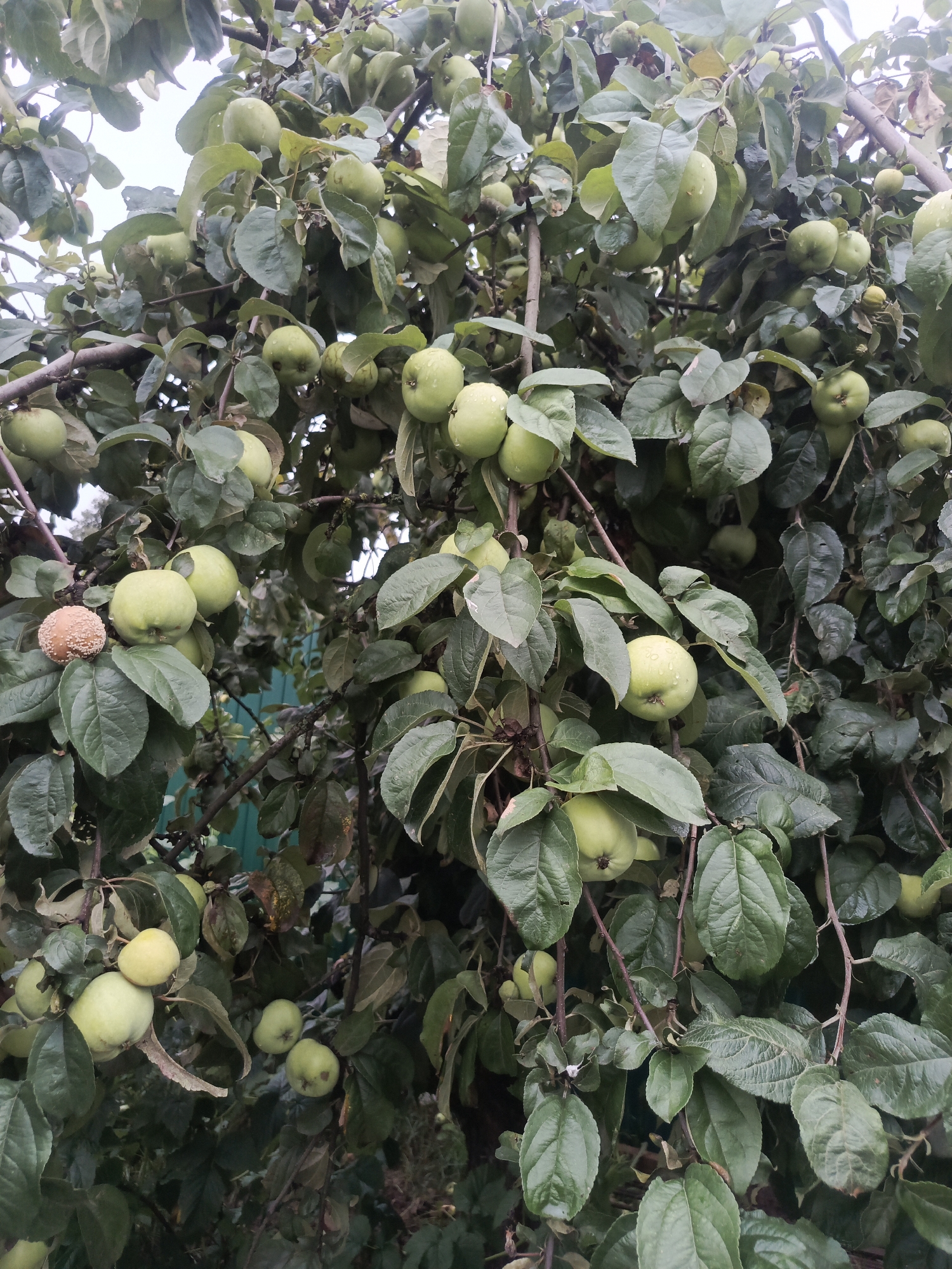 The image shows a close-up view of an apple tree laden with green apples in the city of Pugovkino, Russia. The apples are of varying sizes, and some appear to be ripe, while others are still developing. They are clustered on branches amidst lush green foliage, with some leaves showing signs of browning or decay. The tree is dense, with branches crisscrossing and obscuring some of the apples. A glimpse of a green fence is visible in the background, suggesting the tree is located in a backyard or garden. The lighting suggests an overcast day.