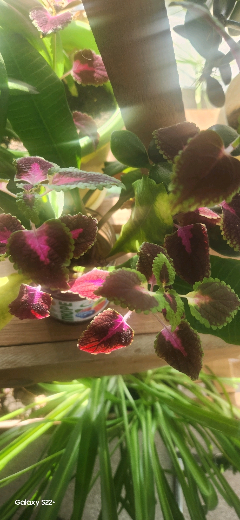 The image shows a close-up of a coleus plant with vibrant, multi-colored leaves in shades of dark red, pink, and green. The leaves have a ruffled, serrated edge and a velvety texture. Sunlight streams through the leaves, creating bright highlights and casting shadows. In the background, out of focus, are other green plants. The coleus plant is sitting on a wooden surface, possibly a table or a shelf. There is a small, out-of-focus container with blue and white writing partially visible behind some of the leaves. The overall impression is a well-lit, indoor plant display. No specific landmarks or features suggest a location in Nyurba, Russia.