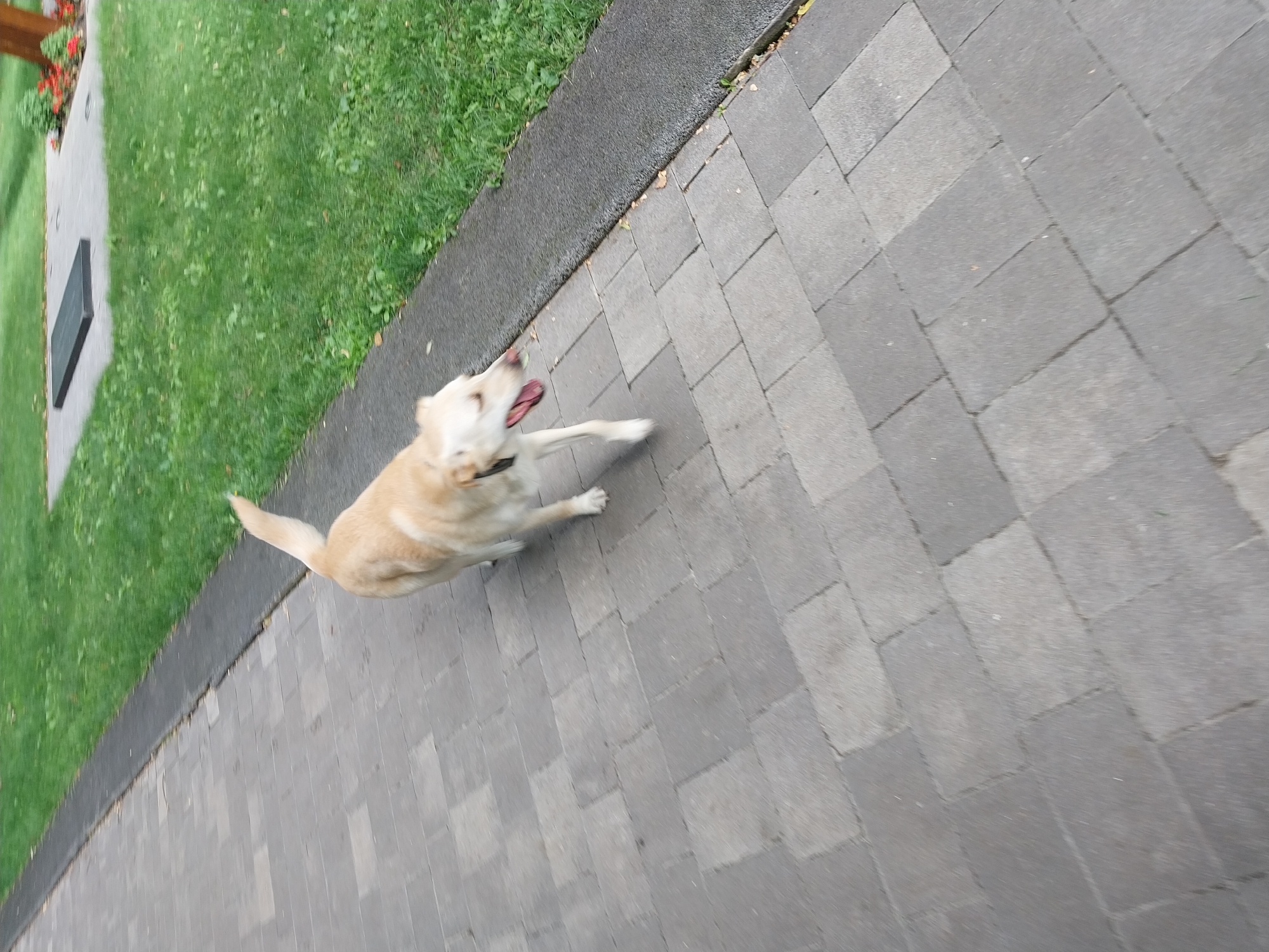 A light-colored dog with its tongue hanging out is walking on a paved walkway next to a grassy area. The walkway is made of rectangular gray pavers. The grassy area has some fallen leaves and a small, dark rectangular marker on a concrete base. The scene is outdoors, with a blurry background that suggests it's a park or a public space. There is no discernible indication of the location being Dnipro, Ukraine.