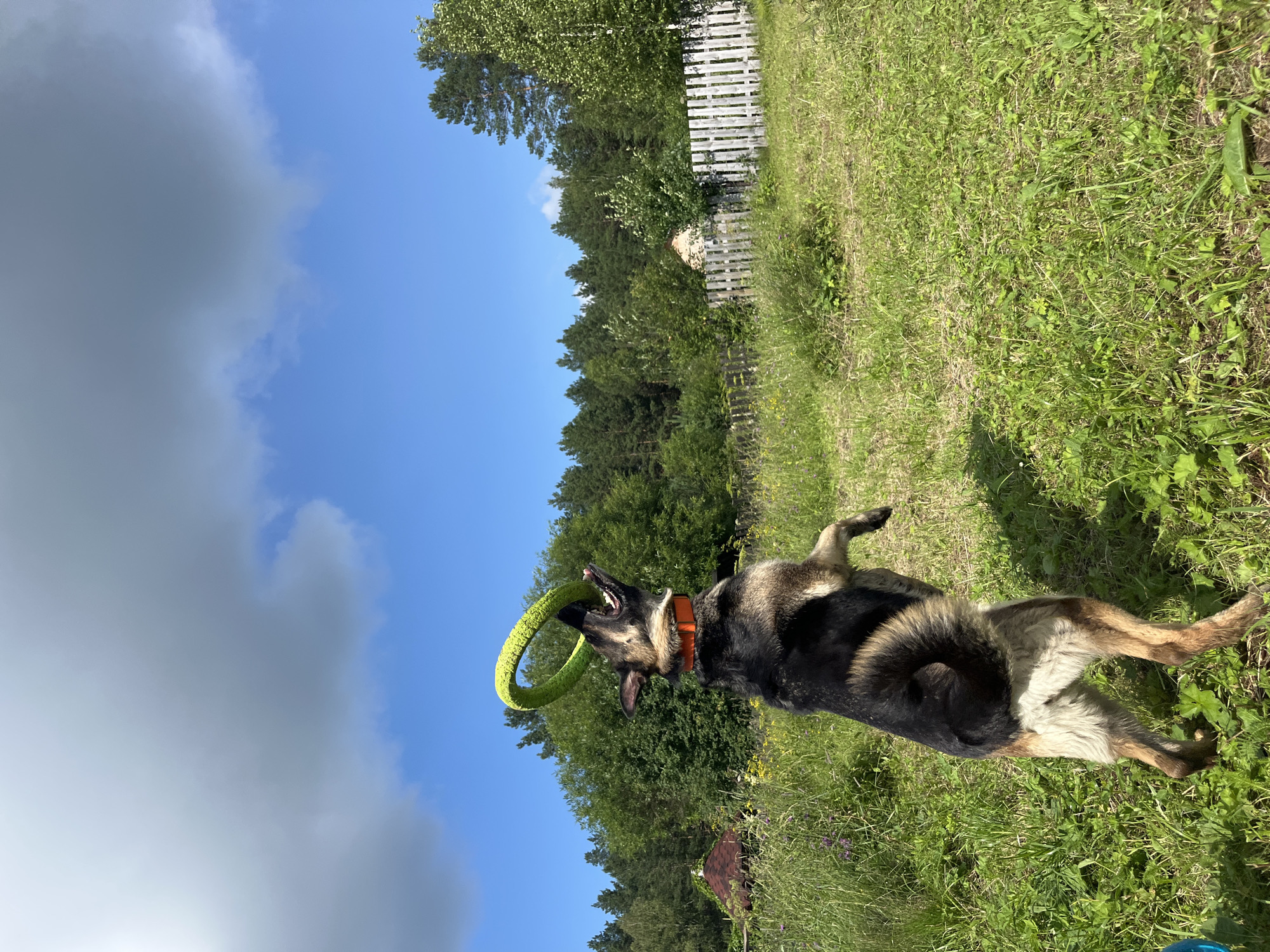 An adult German Shepherd dog is captured mid-air, jumping to catch a green frisbee in a grassy field. The dog is facing away from the viewer, with its mouth open as it attempts to grab the toy. The dog is wearing an orange collar. The background features a line of trees, a white wooden fence, and a small, red-roofed structure. The sky above is blue with some large, white clouds. The scene is set in a rural outdoor environment, likely a backyard or a park. The location is not specified as Nizhny Tagil, Russia, as that information is not derivable from the image.