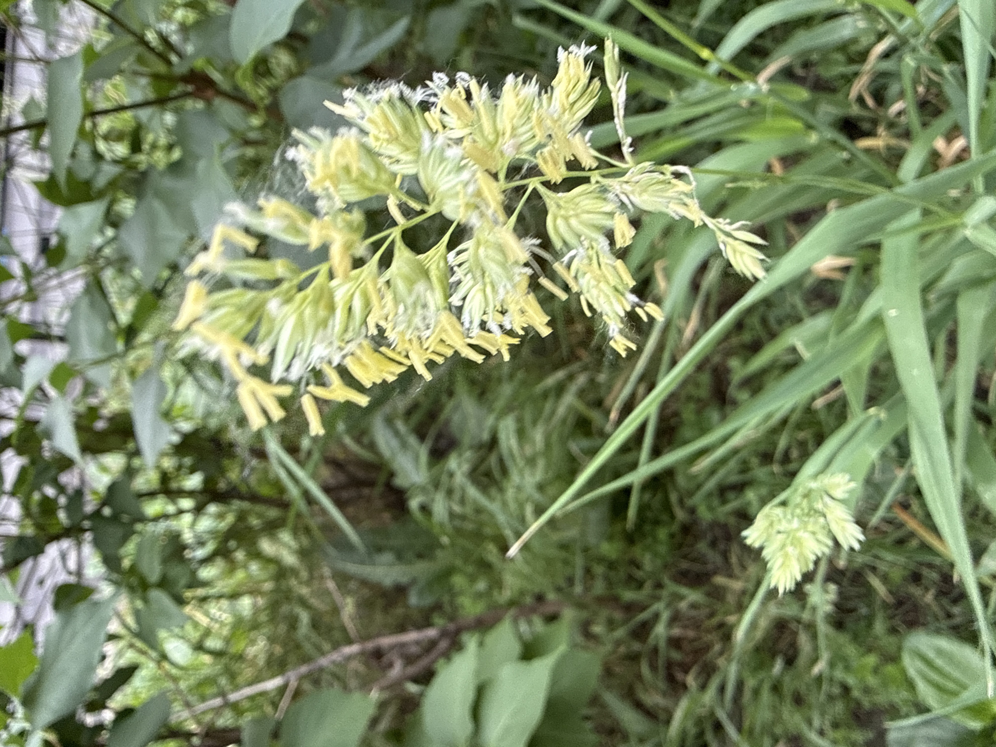 The image is a close-up shot of a grassy area with a focus on a few flowering grass stalks. The main subject is a cluster of pale yellow and green grass flowers with delicate, feathery structures, some showing fine white hairs, indicating they are likely in a flowering or seeding stage. There is another smaller, less developed grass flower head visible in the lower left corner. The background is a blur of green foliage and grass, suggesting an outdoor natural or semi-natural environment. The lighting appears to be natural daylight. There are no people or animals present in the image. This scene is likely from a park or a less manicured green space in Saint Petersburg, Russia, possibly during the warmer months when grasses are in bloom.