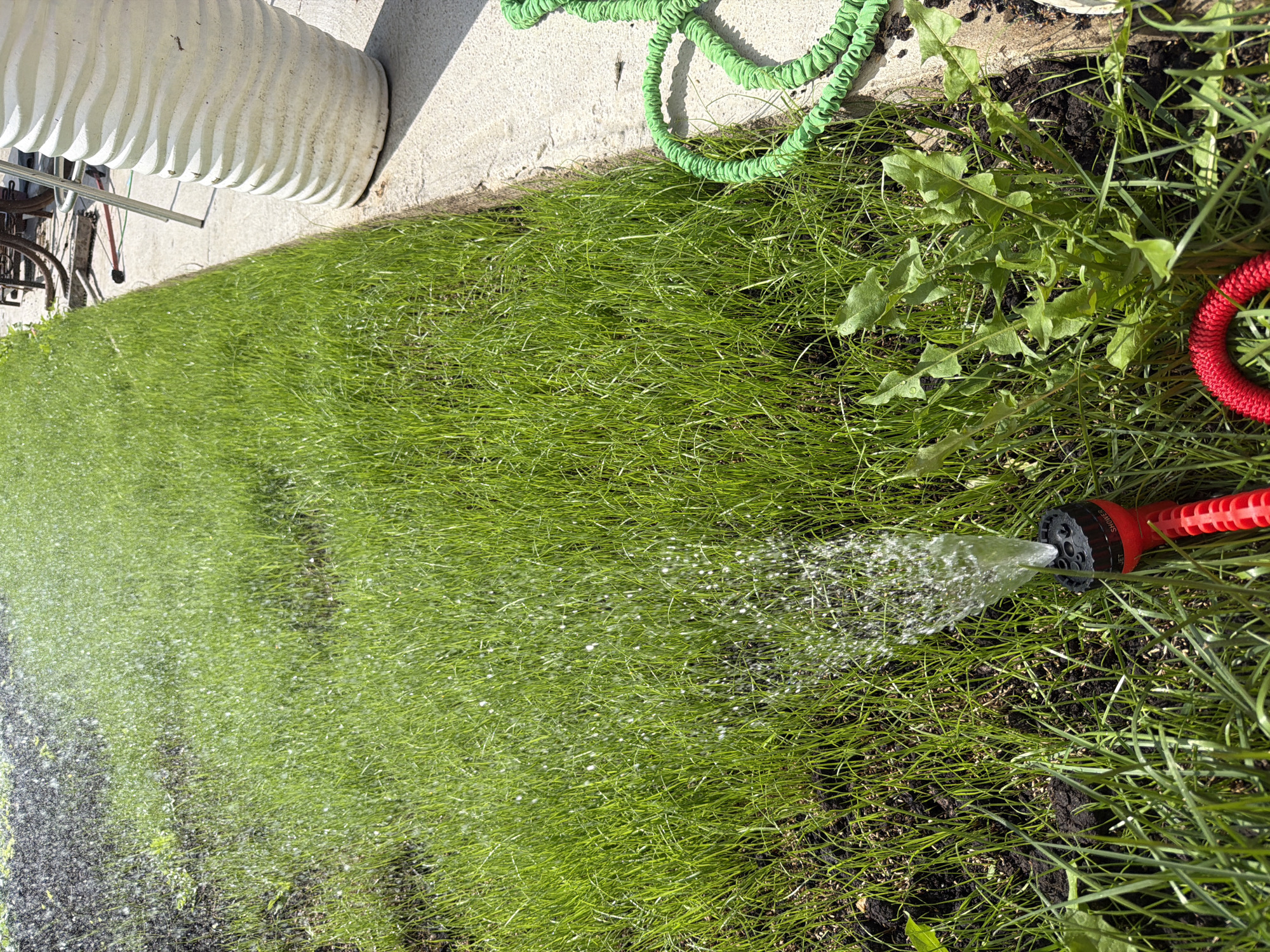 A red and black sprinkler nozzle sprays water onto a newly seeded lawn in Gribki, Russia. The lawn is a vibrant green with patches of dark soil visible. A green expandable hose lies coiled on a concrete walkway beside the lawn. In the background, a large, white, ribbed planter stands on the walkway. The scene is illuminated by bright sunlight, creating shadows.