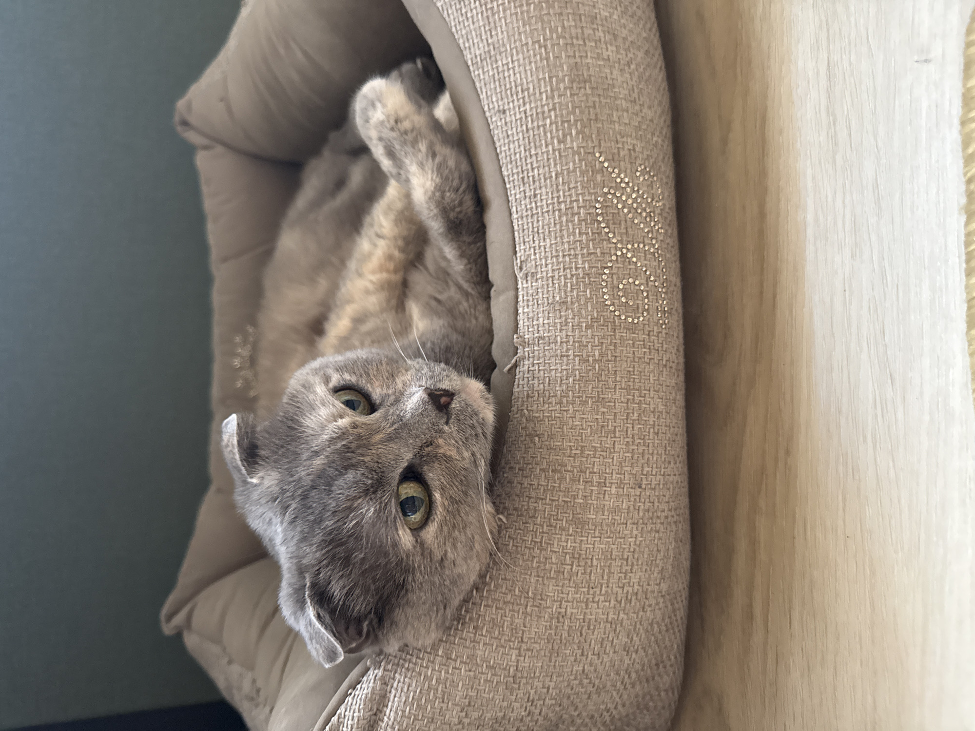 In Mamony, Russia, a Scottish Fold cat with grey fur and green eyes is lying in a tan, cushioned pet bed. The bed has a textured fabric exterior with a decorative embroidered logo. The cat's head is resting on the edge of the bed, and its body is curled up comfortably. The background appears to be a wall with a subtle texture. The scene is set indoors, likely in a home environment, with a wooden surface visible below the pet bed. The lighting suggests it is daytime.