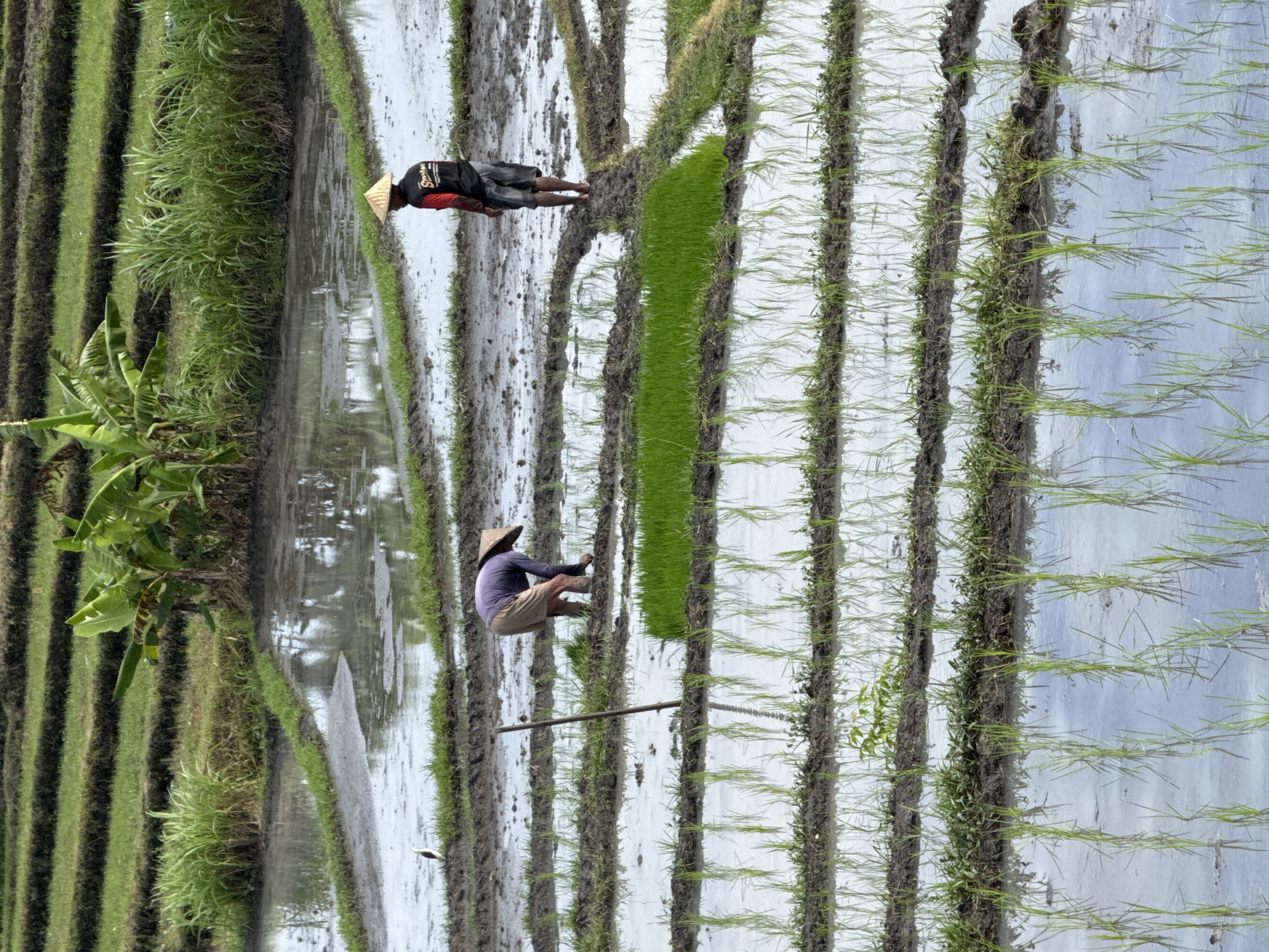 This is a full shot of a terraced rice paddy field in Mengwi, Indonesia. The field is partially flooded, with reflections of the sky visible in the water. Two farmers are working in the field. One farmer, wearing a conical hat and a purple shirt and tan shorts, is bent over in the foreground, appearing to plant rice seedlings. Another farmer, wearing a conical hat, a black and red shirt, and dark shorts, stands further back in the field, facing away from the camera. A single bird stands in the foreground on the edge of a raised pathway. Lush green vegetation, including banana trees, grows on the upper terraces behind the rice paddies. The overall scene depicts traditional agricultural practices in a rural Indonesian setting.
