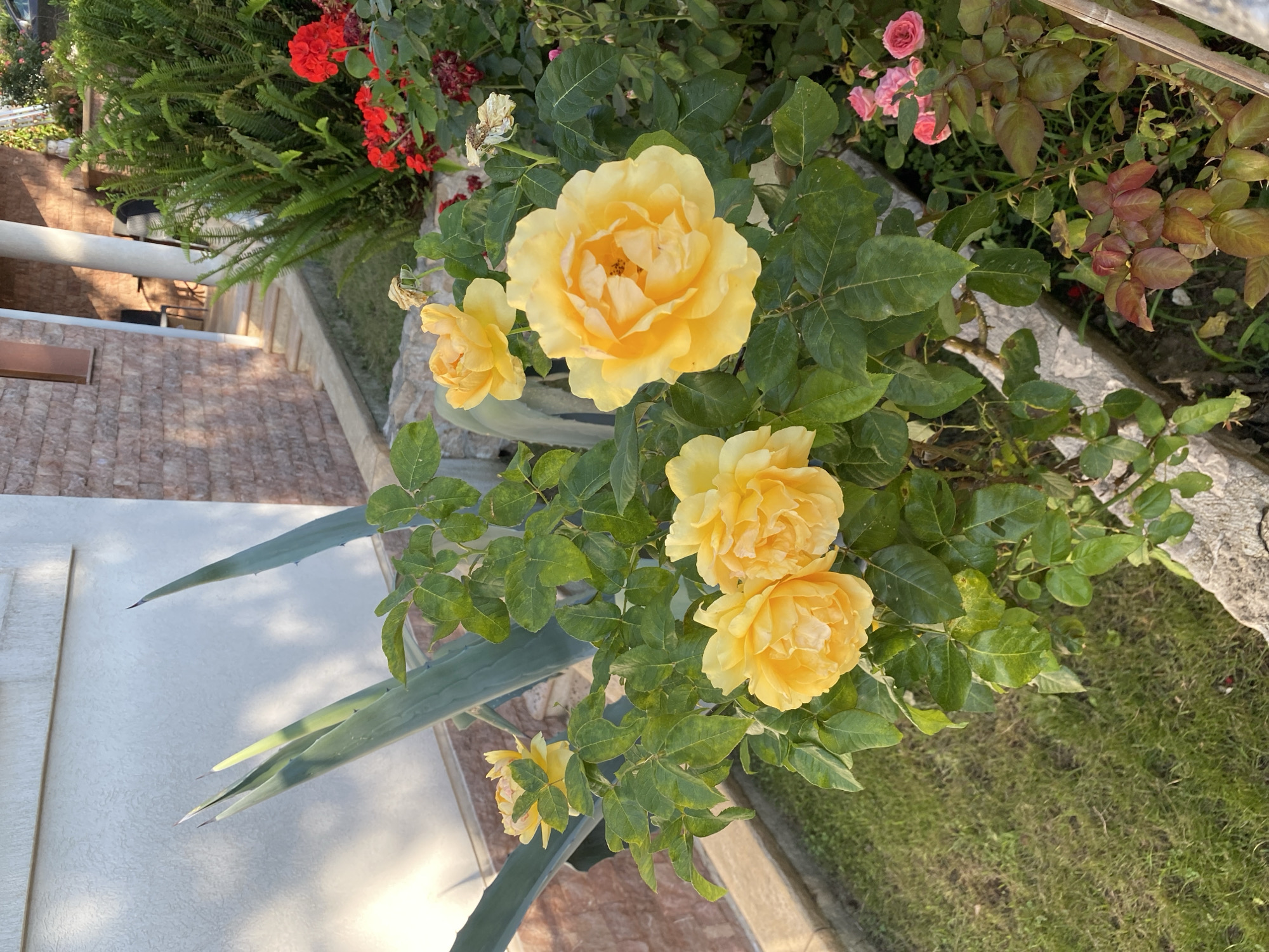 In Šušanj, Montenegro, a close-up view captures a vibrant garden scene. Dominating the foreground are several large, yellow roses in full bloom, their petals intricately layered and tinged with a subtle orange hue in the sunlight. Behind them, smaller clusters of pink roses and red flowers add pops of contrasting color. The roses are set against a backdrop of lush green foliage and the rough texture of a stone border. In the mid-ground, the sharp, pointed leaves of an agave plant stand tall against a textured white wall, hinting at a Mediterranean climate. Further back, a rustic stone-built house with an outdoor staircase and dense green shrubbery completes the picturesque setting. The lighting suggests it is a sunny day, casting gentle shadows on the scene.