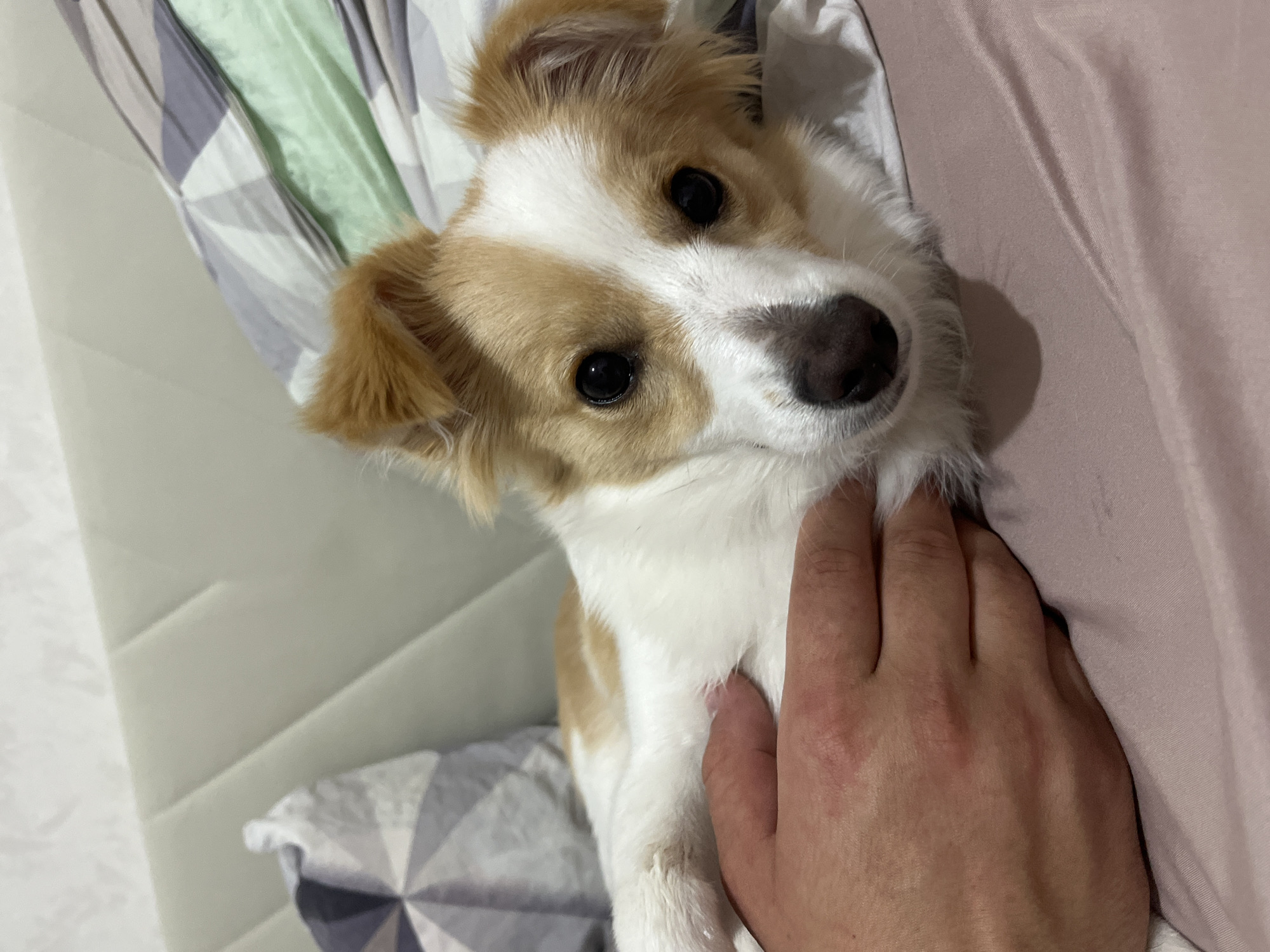 A close-up shot of a tan and white dog lying on a bed with a hand petting its chest. The dog is looking at the camera with dark eyes and a dark nose. The bed has a patterned grey, white and green pillow and a pink sheet. The city and location are unknown.