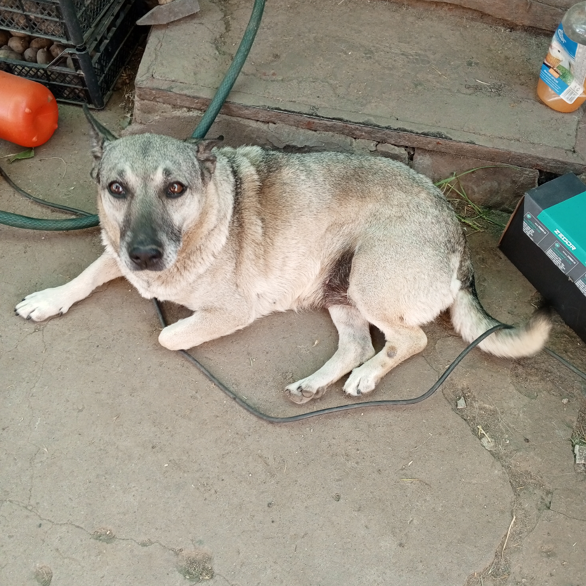 A tan and gray medium-sized dog is lying on a concrete surface. The dog is facing towards the camera and is in a relaxed pose. Its front paws are stretched out in front of it, and its hind legs are tucked underneath its body. The dog has alert brown eyes and pointed ears.
Behind the dog, to the left, is a black plastic crate filled with what appear to be potatoes or other round vegetables. Next to the crate is an orange, cylindrical object, possibly a float or a buoy. A green hose runs from the top left of the frame downwards behind the dog. To the right of the dog, on the concrete, is a black box with green trim, and part of a clear plastic bottle with an orange liquid inside and a white label. The background appears to be a rustic outdoor setting with some wooden planks and soil visible.
The lighting suggests it is daytime, possibly outdoors in a yard or rural area. The overall mood is peaceful, with the dog resting comfortably. There is some visible text on the label of the bottle and on the black and green box, but it is not clearly legible.