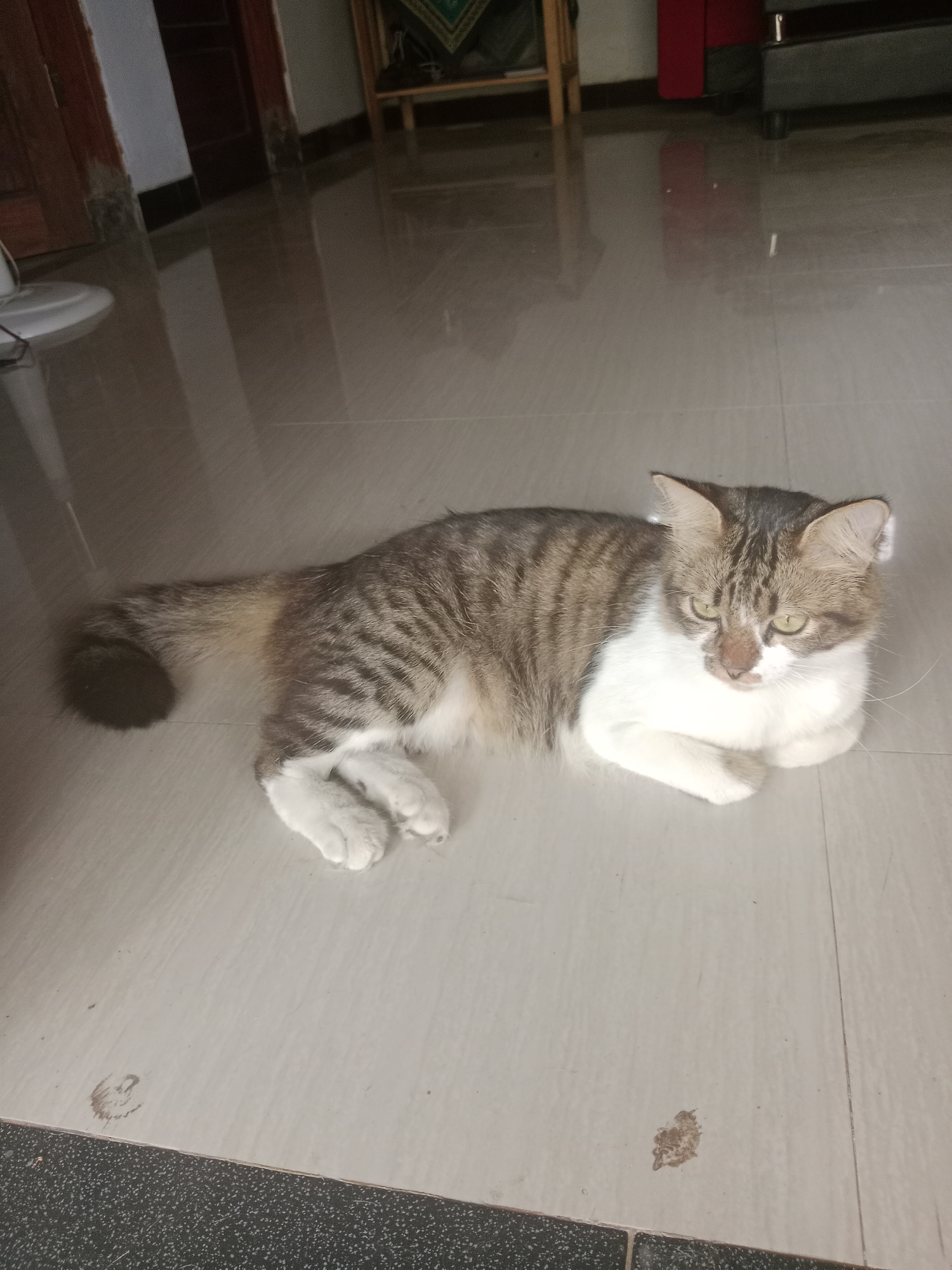 A grey and white tabby cat is lying on a tiled floor. The cat is in the center of the frame, facing towards the right. Its front paws are tucked under its chest, and its hind legs are extended slightly. The cat has green eyes and its fur has distinct stripes. The floor is a light color and appears to be made of large tiles. There are some faint marks or stains on the floor. In the background, out of focus, there are glimpses of furniture, including what appears to be a wooden shelf unit and a red object. The scene is indoors, likely in a home. The image is likely taken in Sumberasri, Indonesia, as indicated by the location.