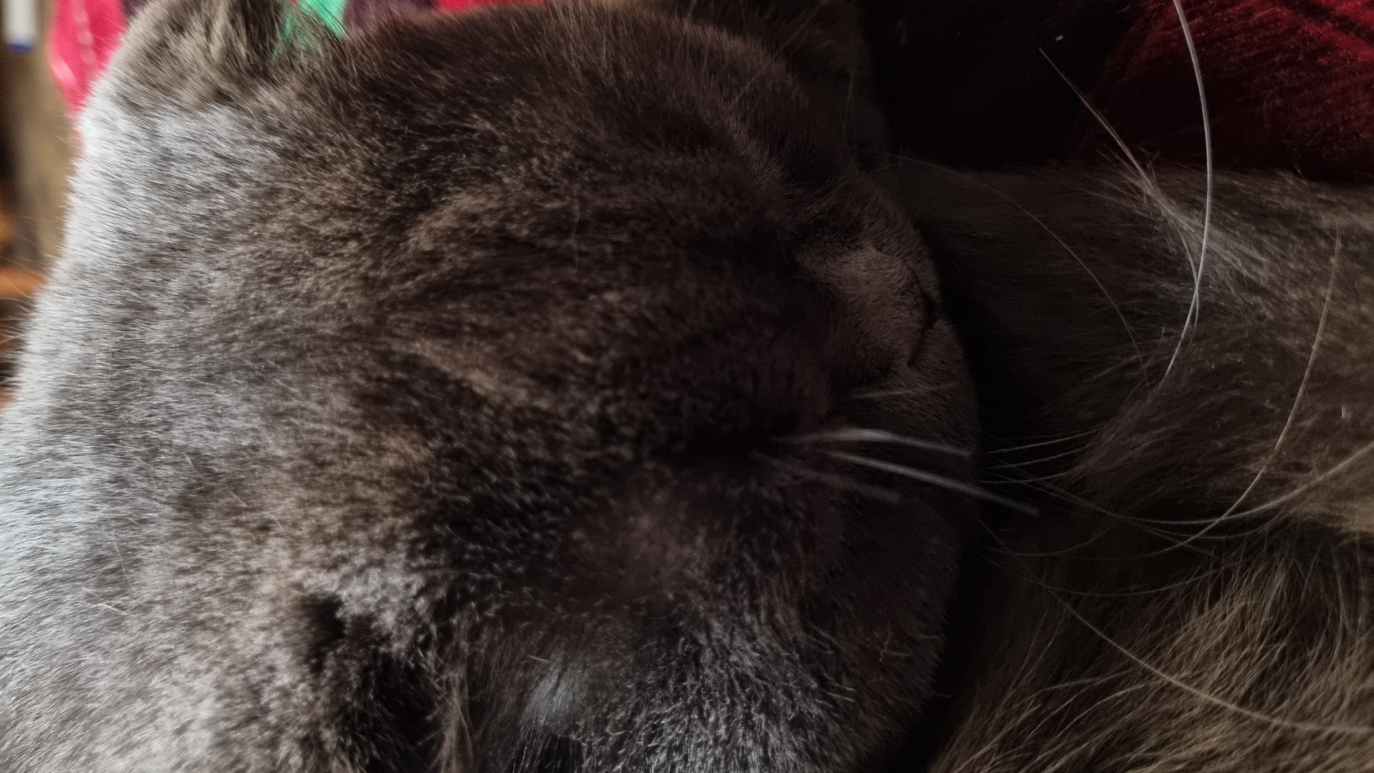The image shows a close-up, horizontal shot of a gray cat's face, partially obscured as if the cat is sleeping or resting its head. The cat's fur is a muted gray with darker undertones. Visible features include parts of the head, whiskers, and a portion of the nose and mouth area. The background appears to be a textured surface, possibly a blanket or fabric, with hints of red and green colors. The lighting is soft, casting subtle shadows and highlighting the texture of the cat's fur. There is no discernible information about the city of Vysokoe, Russia, or any specific environmental context beyond the immediate subject and background.