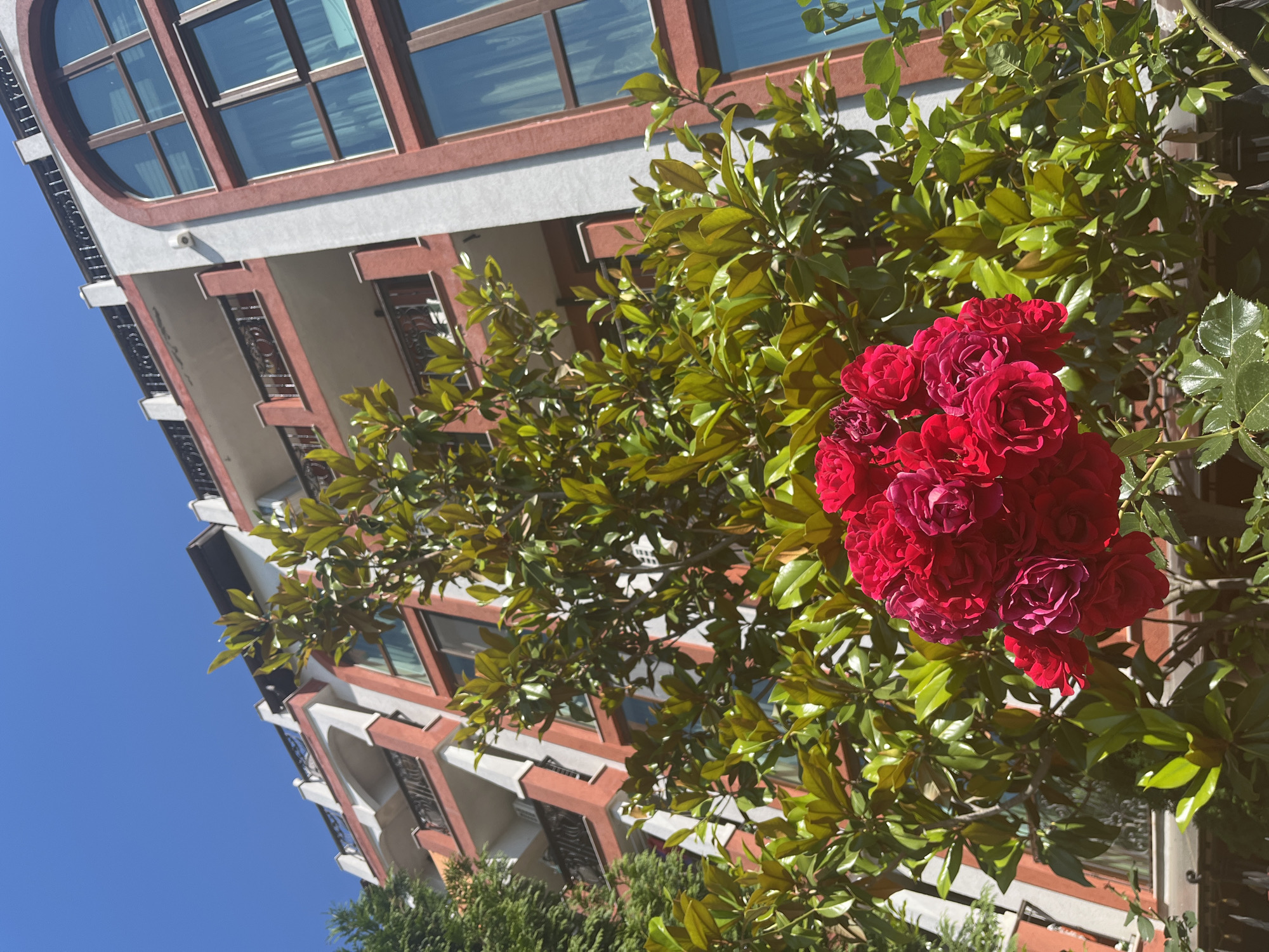 This is a photograph taken from a low angle, looking up towards a building with a bright blue sky as the backdrop. The building appears to be multi-story with a unique architectural style, featuring a large, oval-shaped window on the upper floor and several rectangular windows with dark frames on the lower floors. The facade is a combination of light-colored plaster and reddish-brown accents around the windows and along the edges of the balconies. Intricate metalwork is visible on some of the balconies.
In the foreground, a vibrant cluster of deep red roses is in bloom, surrounded by lush green foliage. The leaves are glossy and appear to be from a magnolia tree, with some casting shadows on the building. The sunlight suggests it is daytime, likely morning or afternoon, given the clear sky and the brightness of the scene.
The composition creates a sense of depth and contrast between the organic beauty of the flowers and the man-made structure. The upward perspective makes the building seem imposing, while the roses offer a delicate and colorful element. There are no people visible in the image. The location is identified as Nesebar, Bulgaria, which is known for its historical architecture and coastal setting, though the immediate surroundings in this image are not distinctly indicative of a specific coastal view. The overall mood is serene and aesthetically pleasing, highlighting the interplay of nature and architecture under a clear sky.