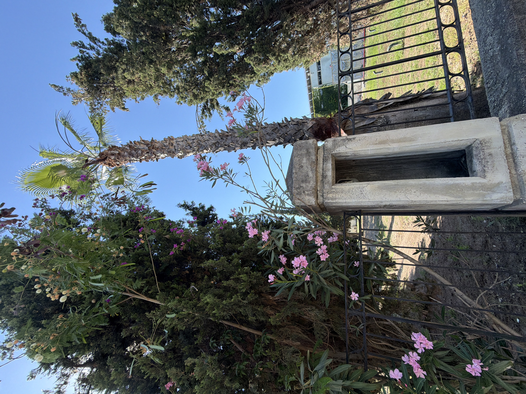 The image shows a close-up of an outdoor scene featuring a palm tree trunk, dark green foliage, and pink flowers. A black metal fence runs vertically along the right side of the frame, and a concrete structure with a rectangular opening is visible in the foreground. Beyond the fence, a grassy area is illuminated by sunlight, casting shadows. The sky is clear and blue, suggesting a daytime setting with good weather. The composition is vertically oriented, with the palm tree trunk dominating the left side of the image and appearing to bend towards the right. The pink flowers are clustered on delicate stems, some with green leaves, and contrast with the rough texture of the palm trunk and the dense, dark green of the other foliage. The concrete structure appears weathered. The scene evokes a sense of a tranquil, possibly Mediterranean, outdoor environment.
