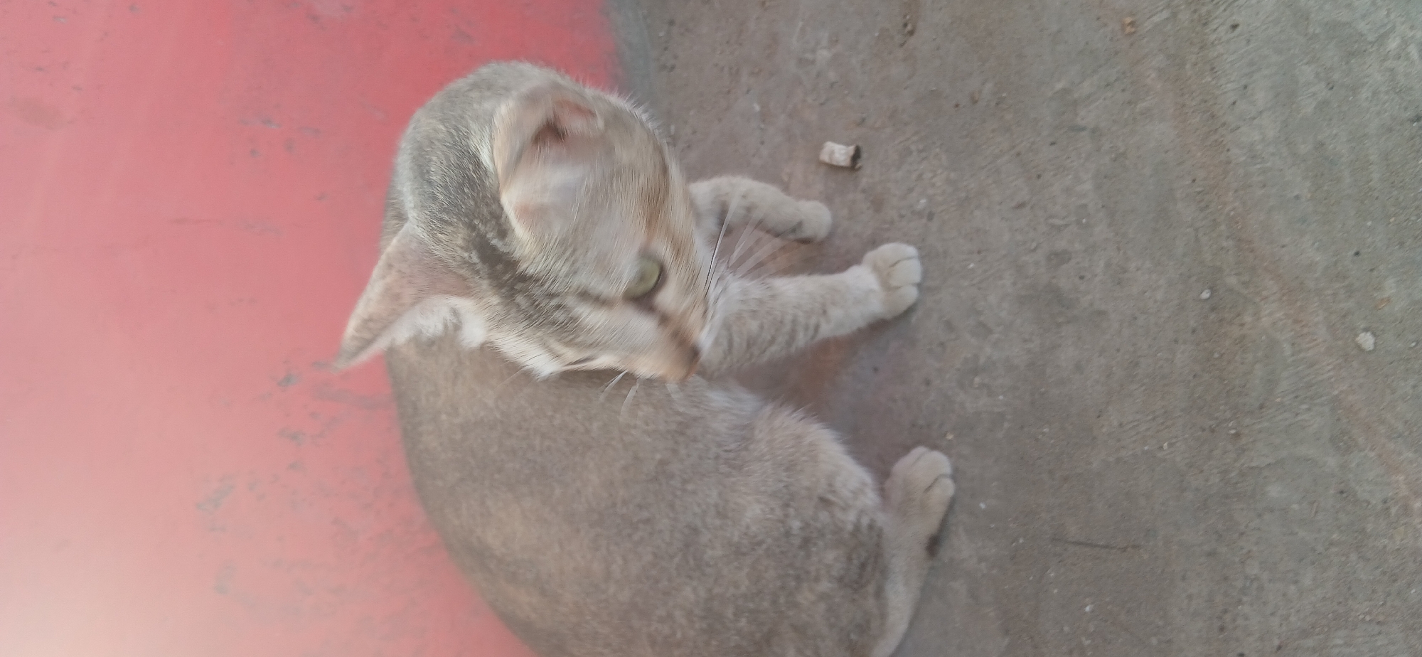 A light brown and grey tabby cat is sitting on a grey concrete surface in front of a textured reddish-pink wall. The cat is looking to its right, with its body angled slightly away from the viewer. Its ears are pointed upwards, and its eyes are a light green. The cat has grey tabby markings on its head and legs. A small, light-colored piece of debris is visible on the concrete near the cat's right front paw. The background wall has some faint marks and texture. The scene is outdoors, suggesting a patio, alley, or sidewalk area.