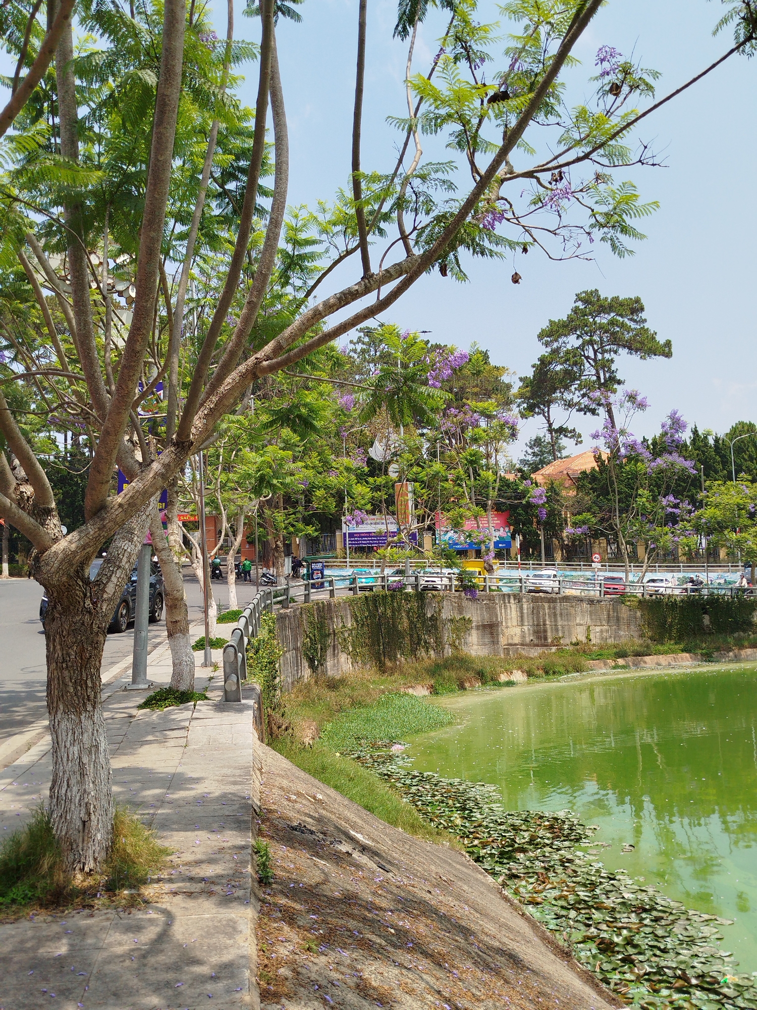 The image depicts a street scene along Xuan Huong Lake in Da Lat, Vietnam. A row of Jacaranda trees line the street, some with trunks painted white. The lake is visible with lily pads and green-tinged water. A low concrete wall separates the street from the lake's edge, and a metal railing runs along the street. Cars and motorcycles are parked along the opposite side of the street, and buildings and signs are visible in the background. The sky is a pale blue. Purple Jacaranda petals are scattered on the sidewalk and along the lake's edge.