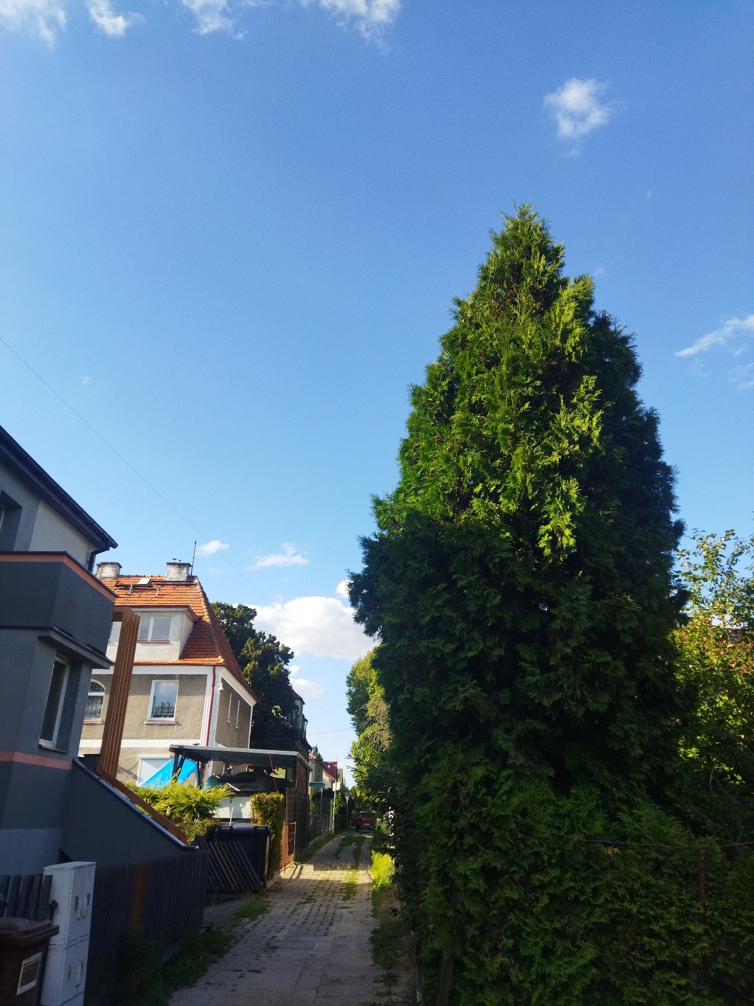 The image captures a view down a paved alleyway bordered by residential buildings and lush greenery. A tall, conical evergreen tree dominates the right side of the frame, its dense foliage casting shadows. To the left, a multi-story building with a grey facade and an orange-tiled roof is visible, featuring windows and architectural details. Further down the alley, other houses and trees can be seen. The sky is a clear, bright blue with scattered white clouds. A red car is partially visible at the end of the alley. The scene appears to be a quiet residential street.