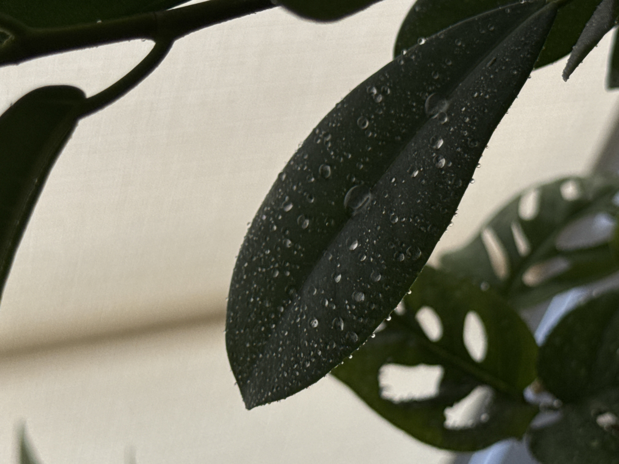 A close-up, vertical, eye-level shot focuses on a dark green leaf with numerous water droplets on its surface. The leaf is positioned diagonally across the frame, with its tip pointing towards the lower right. Behind the main leaf, a portion of another dark green leaf with holes is visible in the lower left quadrant. The background consists of a softly lit, off-white surface. The scene is indoors, and the lighting suggests a natural light source from behind the subject. The image was taken in Troitske, Ukraine.