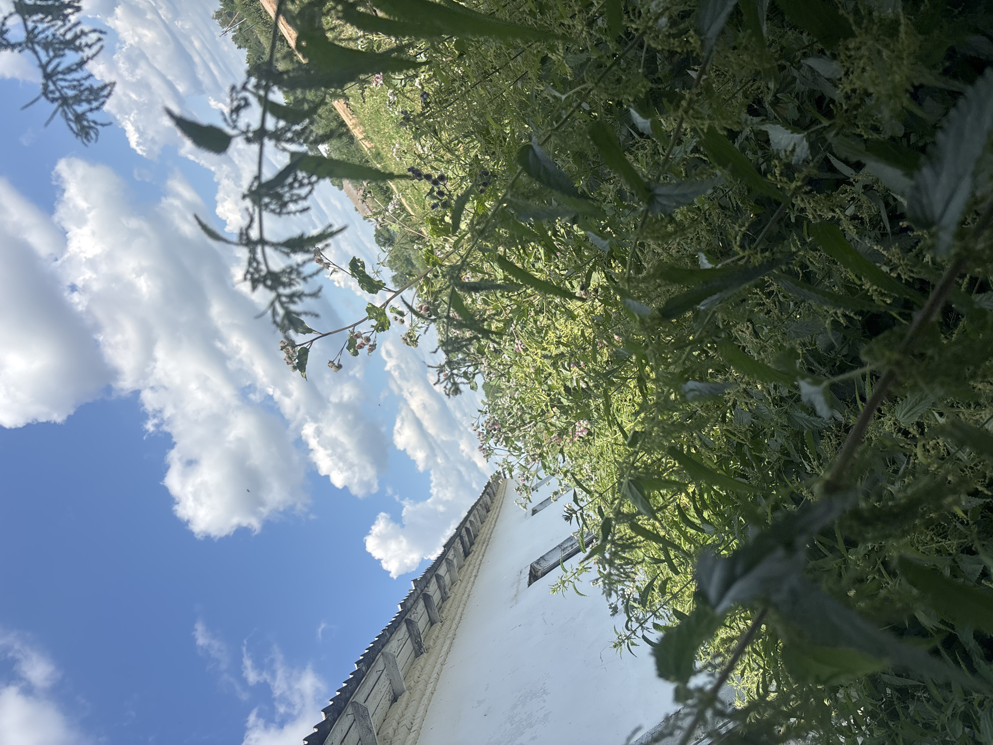 This media file captures a close-up view of lush green foliage against a bright blue sky filled with fluffy white clouds. The camera is angled upwards, giving a sense of looking up through the plants. In the foreground, the leaves and stems of various plants are prominent, some with small, delicate pinkish-white flowers. The foliage is dense, creating a natural, overgrown aesthetic.
Partially visible in the lower left of the frame is the corner of a white building with a tiled roof and what appears to be decorative trim. The building suggests a human-made element within the natural setting. The image is oriented sideways.
The overall impression is one of a sunny day, likely late spring or summer, with pleasant weather. The scene evokes a feeling of natural beauty and a slightly wild, untamed environment. There are no people or visible text in the image. The location context provided, Ves', Russia, suggests a rural or semi-rural setting where such abundant vegetation and modest structures would be common. The time of day appears to be daytime, given the bright sunlight and clear sky.
