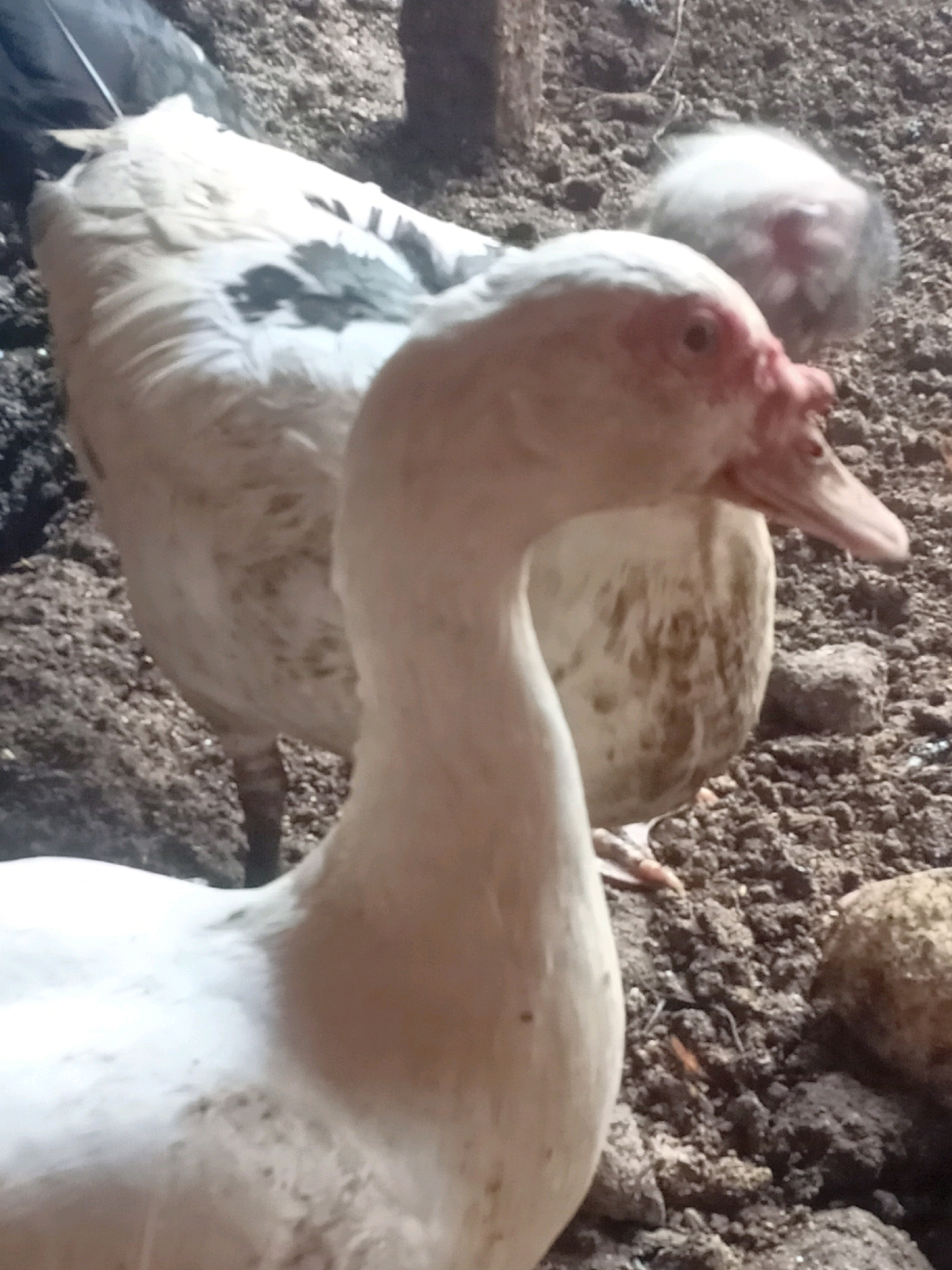 Two white Muscovy ducks are on the ground in what appears to be a rural or farm setting. The duck in the foreground is closer to the camera, with its head and neck prominently displayed. It has white feathers, a pinkish-red face, and a dark eye. Behind it, another white Muscovy duck is visible, also with some brown markings on its plumage. In the background, there is a smaller, fluffy white and reddish-brown bird, possibly a chick or a young bird, partially obscured. The ground is composed of dirt, small stones, and organic matter. The scene is dimly lit. There is no indication of the city of Tasikhargo, Indonesia, in the image.