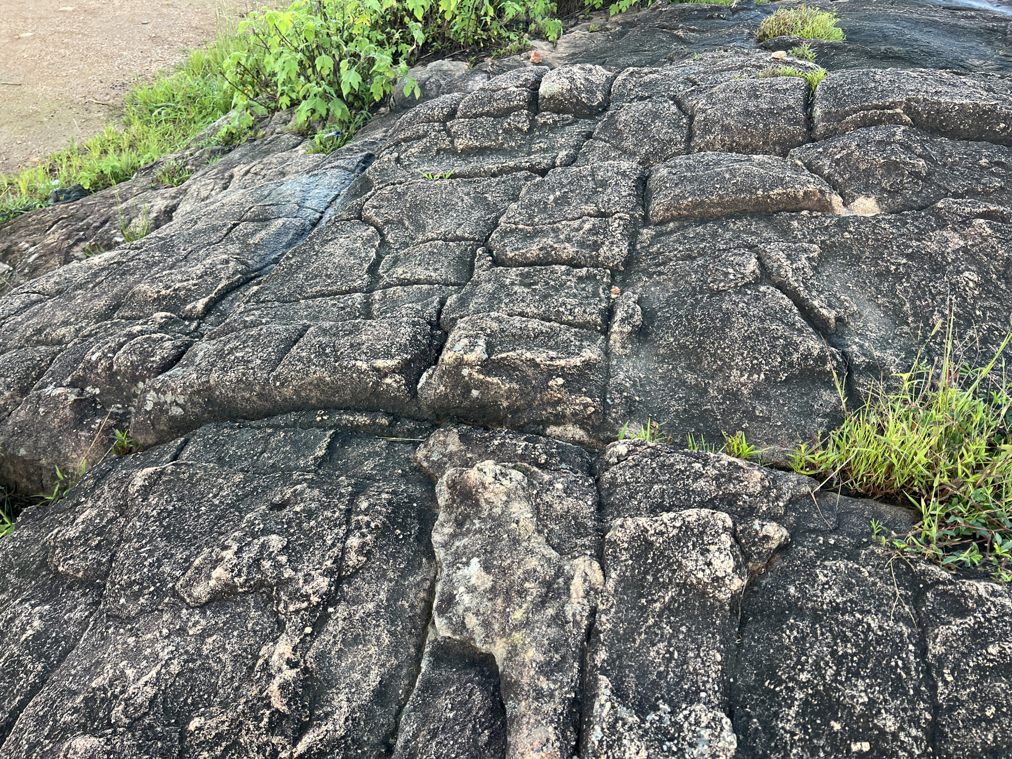 The image shows a close-up view of a large, weathered rock formation. The rock is dark gray and textured, with distinct cracks and crevices that divide it into irregular polygonal shapes. Small patches of green grass and some broader-leaved plants are growing in and around the cracks, particularly on the left and right edges and near the top of the formation. The background on the upper left shows a sandy or dirt path and more vegetation. The overall scene appears to be outdoors in a natural setting. While the image displays a rock formation, it does not provide any information or visual cues that would allow for a specific location within Jos, Nigeria to be identified.
