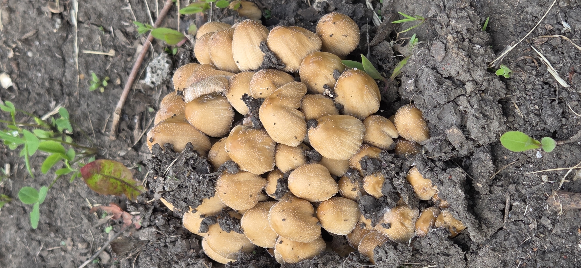A close-up, top-down shot captures a dense cluster of mushrooms growing on dark, moist soil. The mushrooms, numbering in the dozens, are small to medium in size, with caps that are light brown or tan. Many of the caps exhibit a finely granular or textured surface, while some show distinct radial striations, particularly on the edges. They are tightly packed together, emerging from the surrounding earth, which appears clumpy and rich.
Interspersed around the mushroom cluster are several small green plants with distinct leaves, including some that resemble clover. To the left of the main mushroom group, a single leaf displays a striking combination of red and green coloration, suggesting a change in season or a specific plant species. The ground itself is primarily dark soil, with scattered small debris like tiny twigs and dry plant matter. The lighting appears natural and diffused, indicating an outdoor setting, possibly under an overcast sky or in a shaded area. There is no discernible activity beyond the static presence of the fungi and plant life. No text is visible in the image.