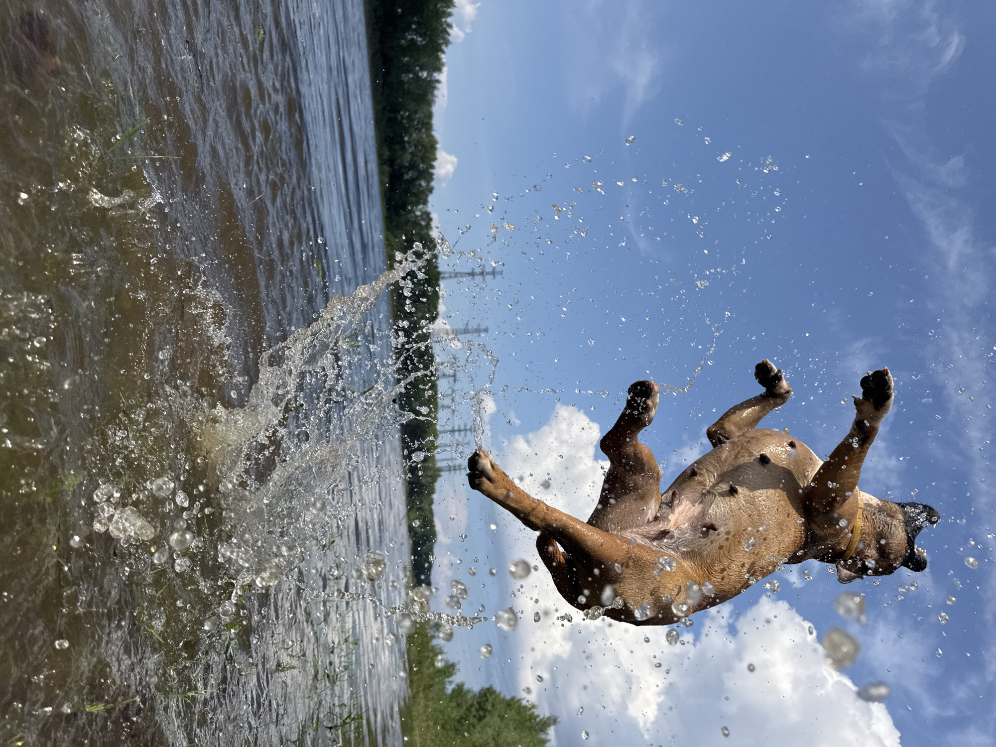 A brown dog is captured mid-air, leaping out of a body of water under a bright blue sky with scattered clouds. Water droplets and splashes surround the dog, indicating it just emerged or is about to re-enter the water. The dog is facing away from the viewer, with its body contorted as it jumps. In the background, a line of trees is visible, with power lines and transmission towers also present. The water appears to be a river or lake, with ripples on its surface and some grass growing along the edge. The scene suggests an outdoor recreational activity, likely a dog playing near a waterfront in a suburban or rural area, possibly within Chaikovsky, Russia, given the presence of industrial infrastructure like power lines.