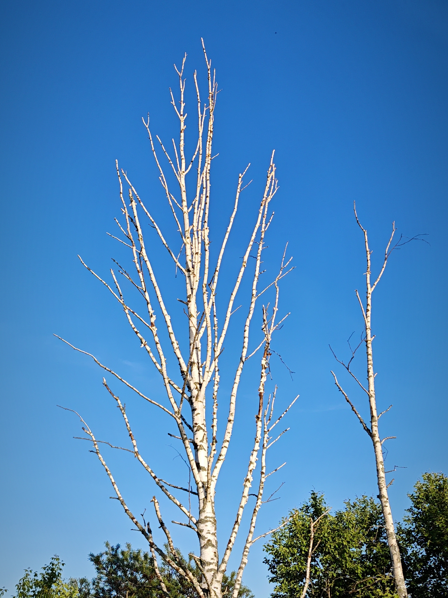 This image captures a serene natural scene featuring several trees against a vibrant blue sky, located in Zaprudnya, Russia. The dominant subject is a tall, slender tree with distinctive white, peeling bark, characteristic of a birch. Its numerous bare branches extend upwards and outwards, devoid of leaves, creating an intricate skeletal pattern against the clear sky. To the right of this central tree, another similar, partially visible trunk with bare branches stands.
In the lower section of the frame, the lush green canopies of other deciduous trees are visible, contrasting with the stark white branches above. The sky is a uniform, brilliant azure blue, indicating a clear and sunny day with no clouds. The lighting is bright and appears even, highlighting the textures of the bark and the branching patterns. A very small, dark speck can be observed in the upper central part of the sky, likely a distant bird or insect. The overall impression is one of natural beauty and tranquility, emphasizing the stark elegance of the bare trees against the expansive sky. There is no visible text or discernable activity taking place.