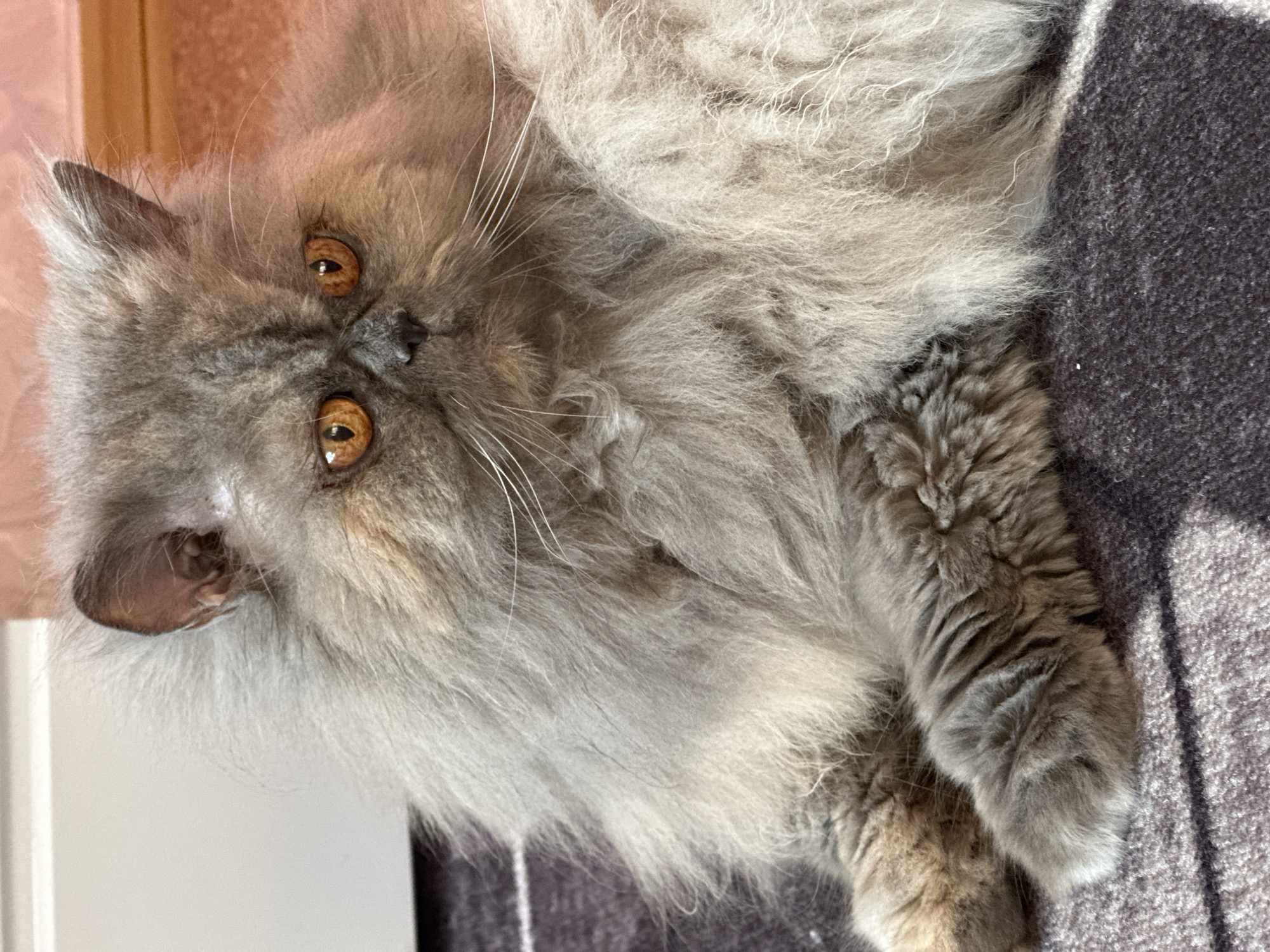 A long-haired gray Persian cat with bright orange eyes is lying on a dark gray and white striped blanket. The cat is facing forward with its head slightly tilted. The background consists of a white wall on the left and a pinkish-orange wall with wooden accents on the right. The lighting suggests an indoor environment, possibly a home. There are no people or any other animals visible in the image. The image does not contain any information that would indicate its location in Chaikovsky, Russia.